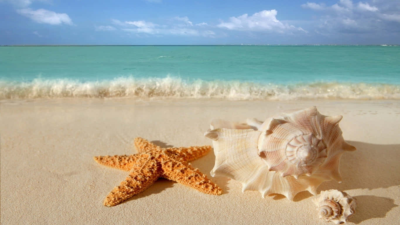 Playa HD con Estrella de Mar y Caracolas Fondos de pantalla
