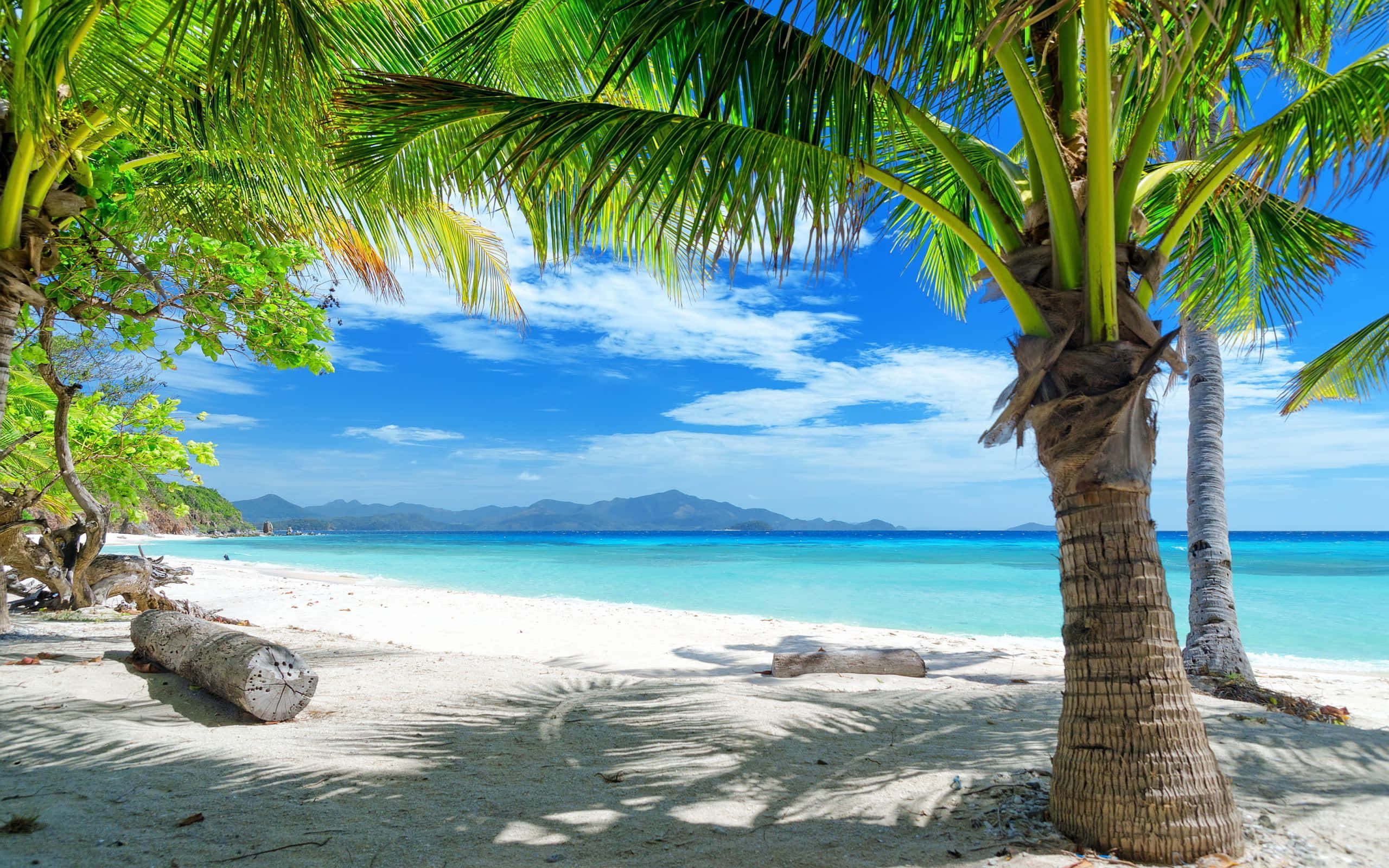 Playa Palmera Tropical de Verano Fondos de pantalla