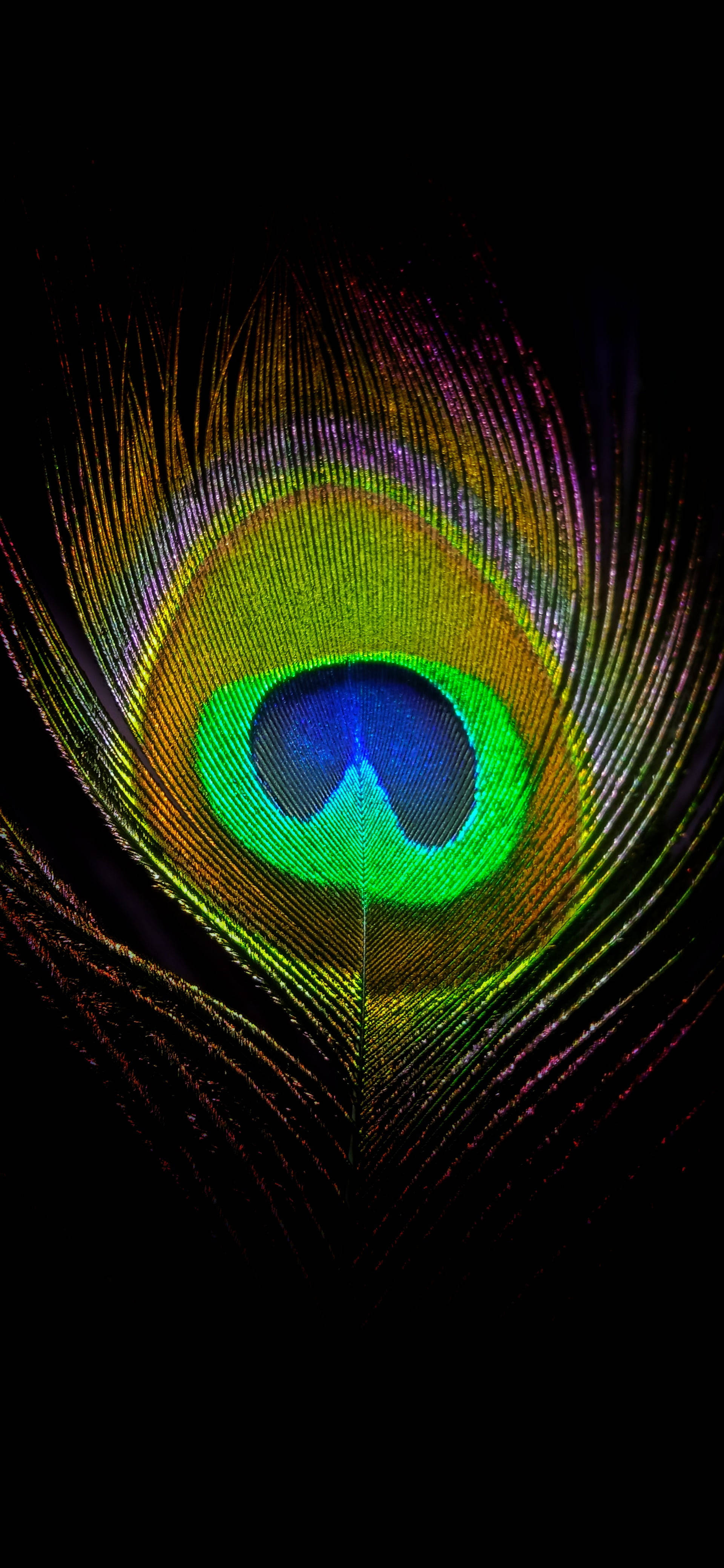 Pluma de Pavo Real Cautivadora sobre Fondo Negro Fondos de pantalla