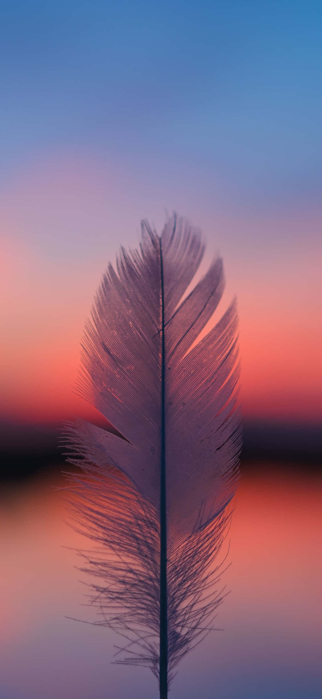 Pluma en el Lago al Atardecer Fondos de pantalla