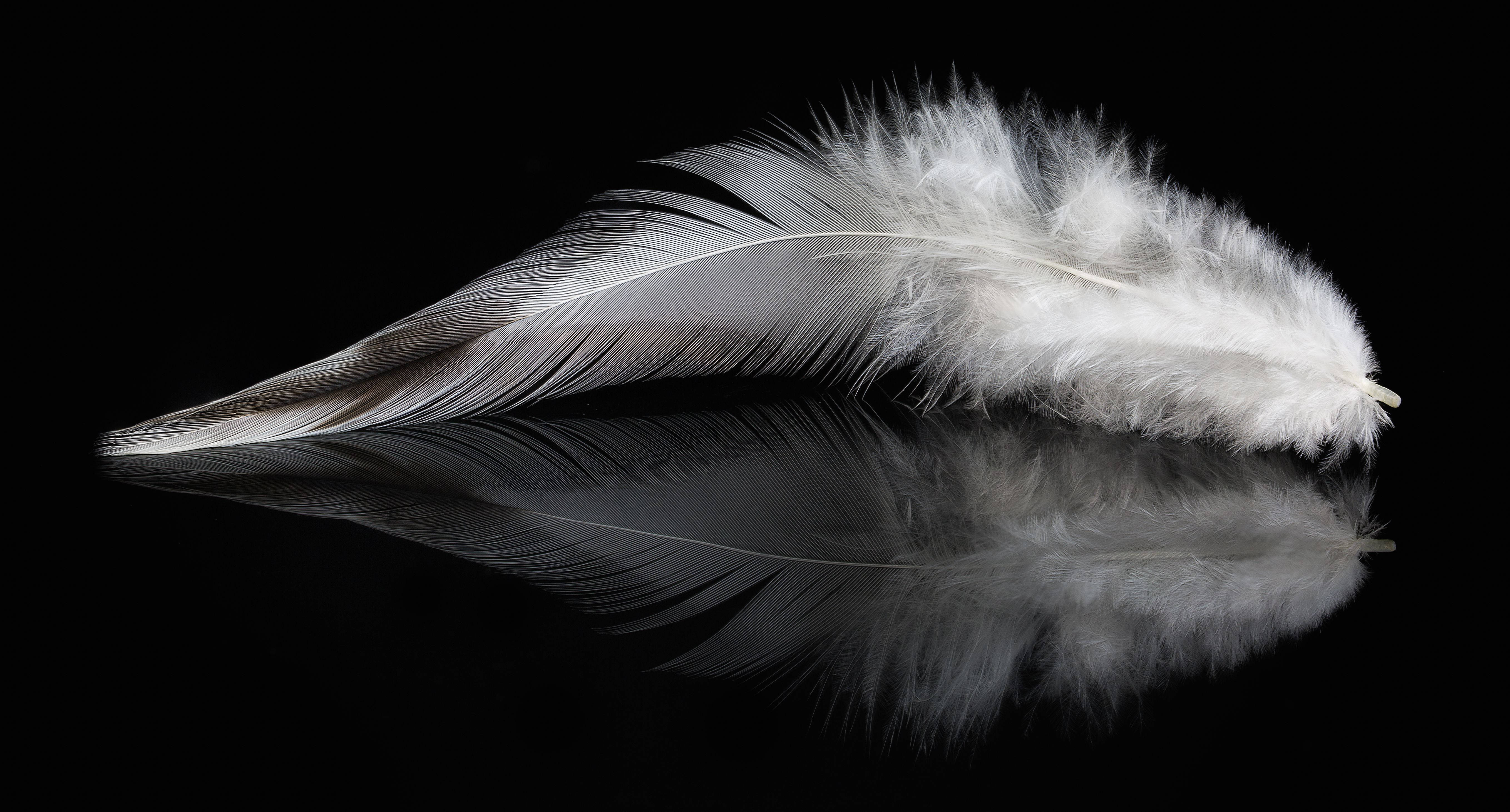 Pluma Estética Oscura 4K Fondos de pantalla
