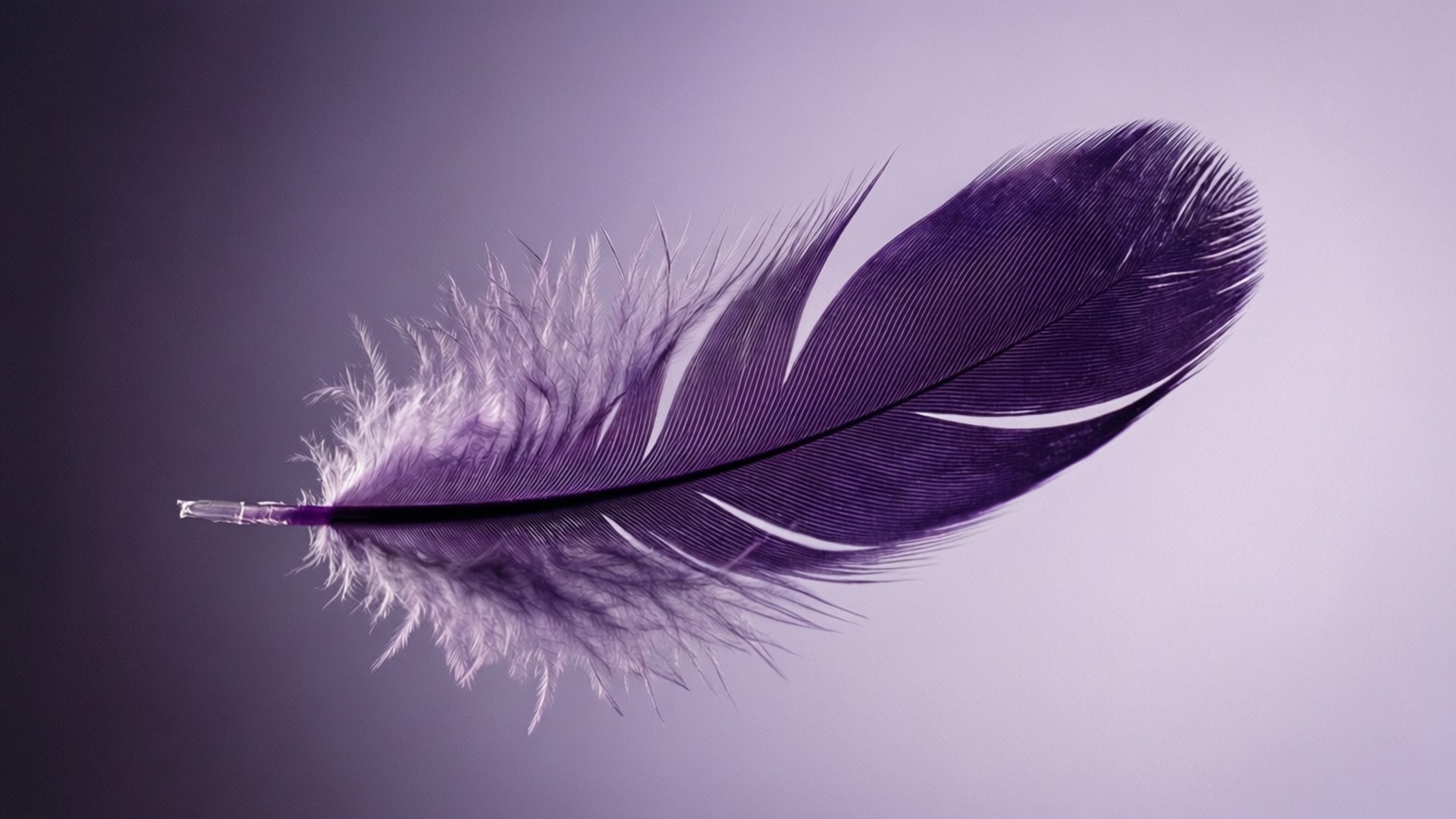 Pluma Púrpura Flotante Fondos de pantalla