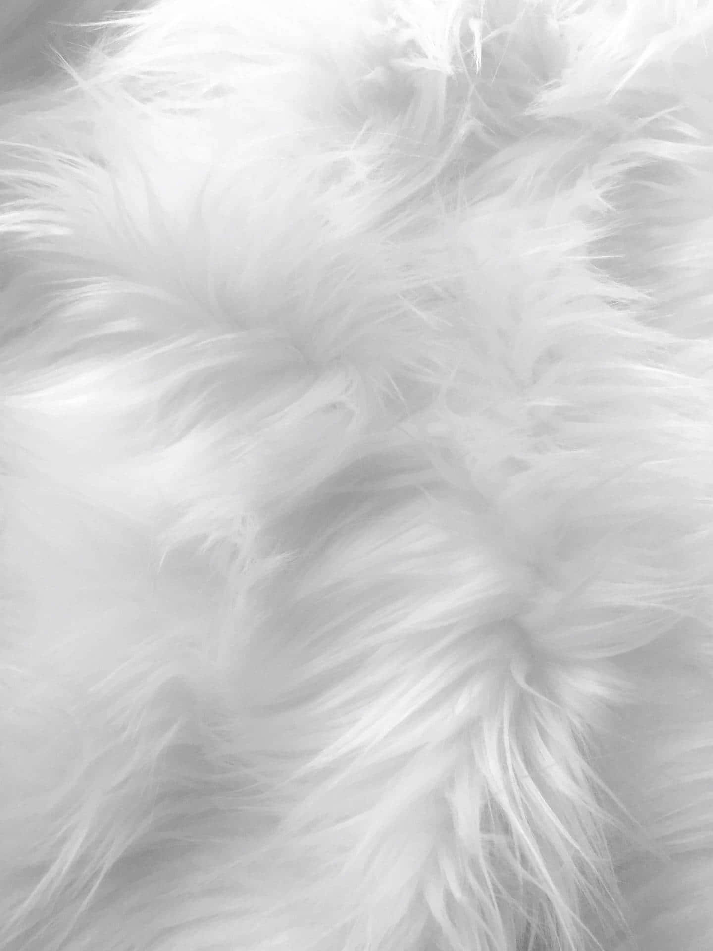 Plumas Blancas Suaves Estéticas Fondos de pantalla