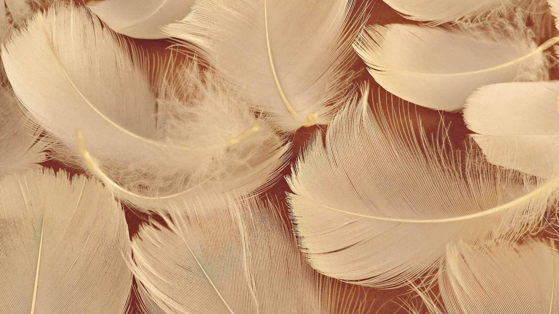 Plumas de Ave Marrones Estéticas Fondos de pantalla