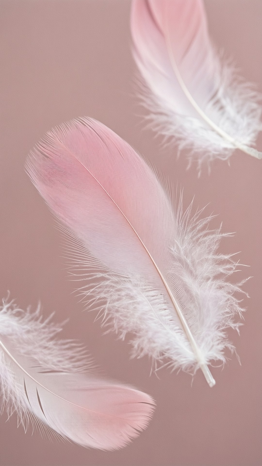Plumas Ombre Fondos de pantalla