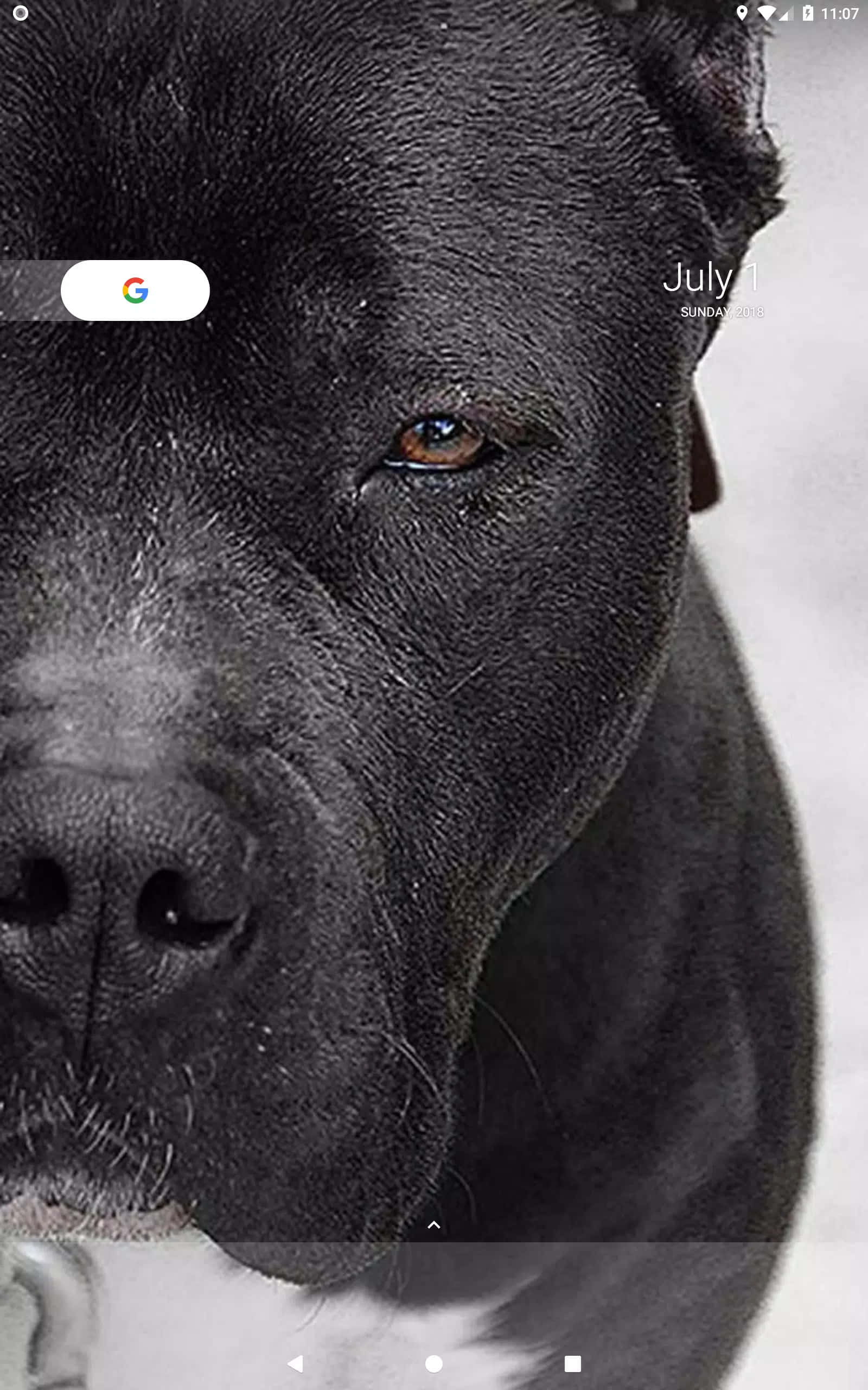 "Poderoso pitbull negro protegiendo su hogar." Fondos de pantalla
