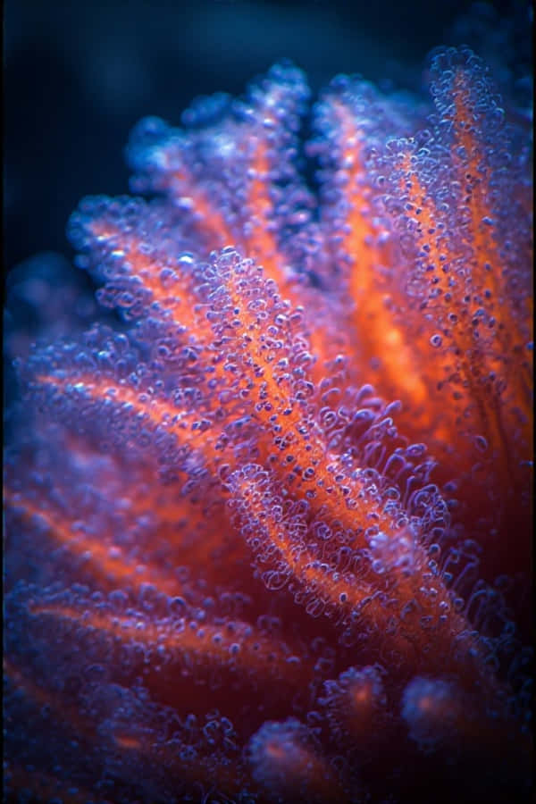 Pólipos de Coral Neón en Primer Plano – Macro Submarino 8K Fondos de pantalla