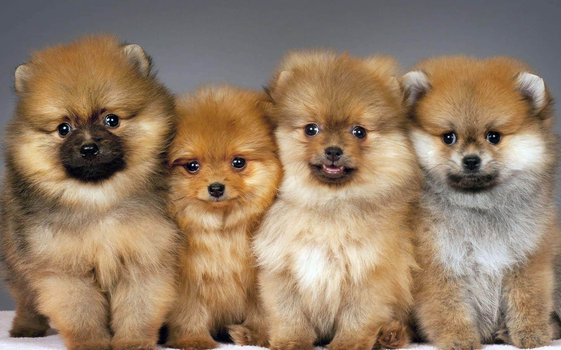 Pomerania con Pelaje Marrón Fondos de pantalla