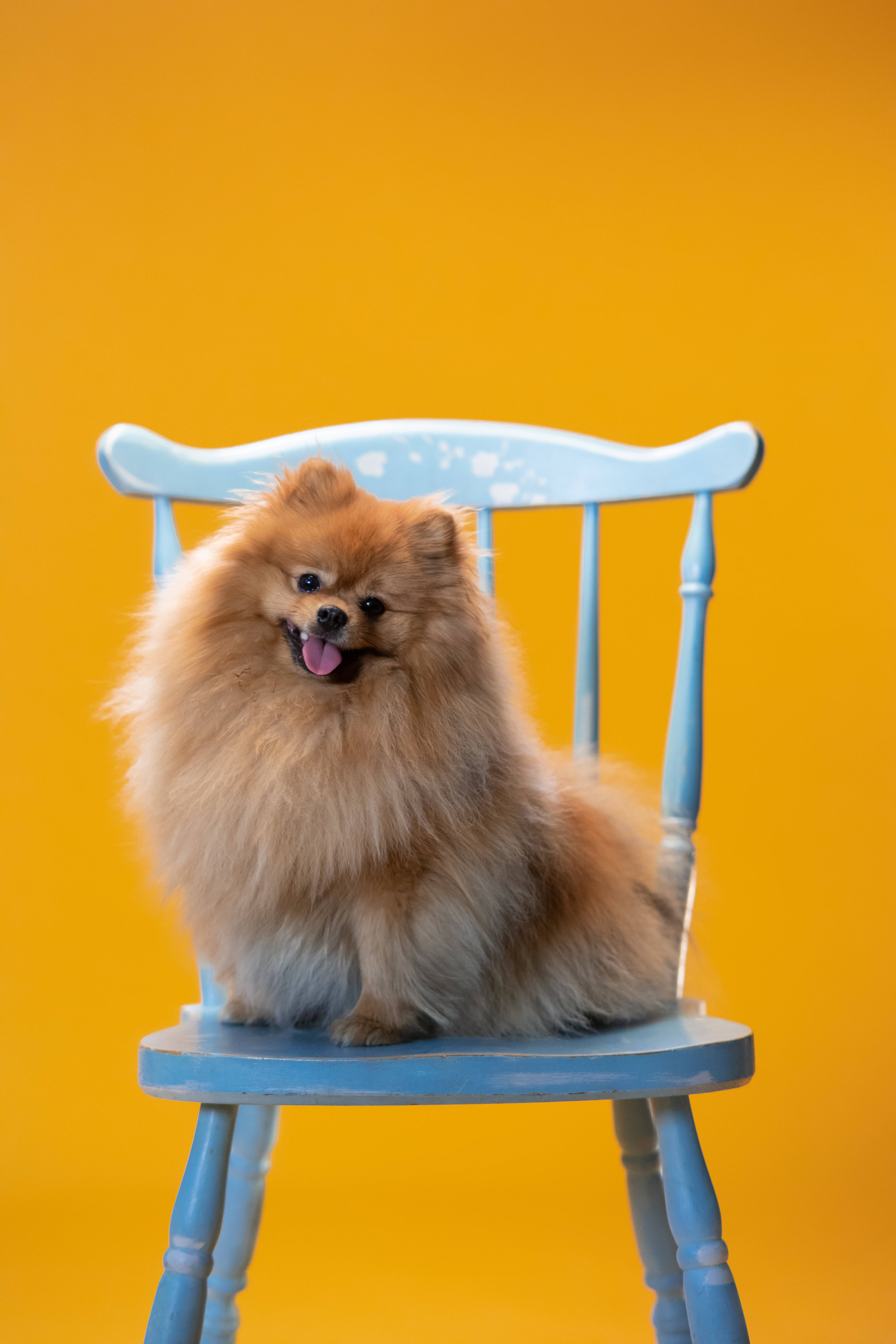 Pomerania lindo en silla azul Fondos de pantalla