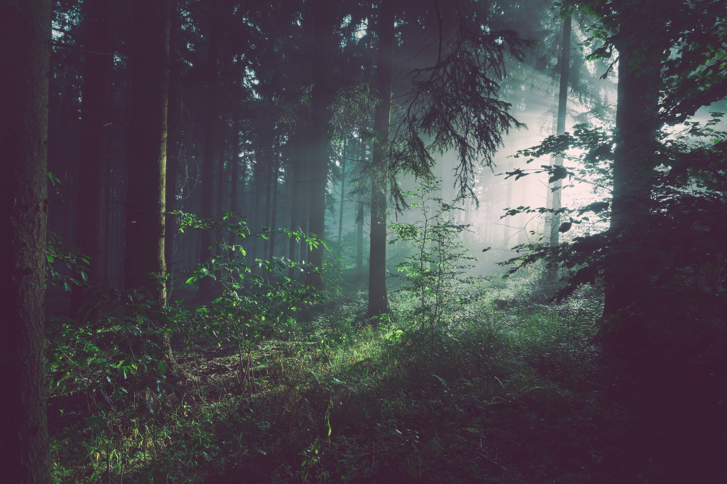 Portada de YouTube de Bosque Oscuro y Neblinoso Fondos de pantalla