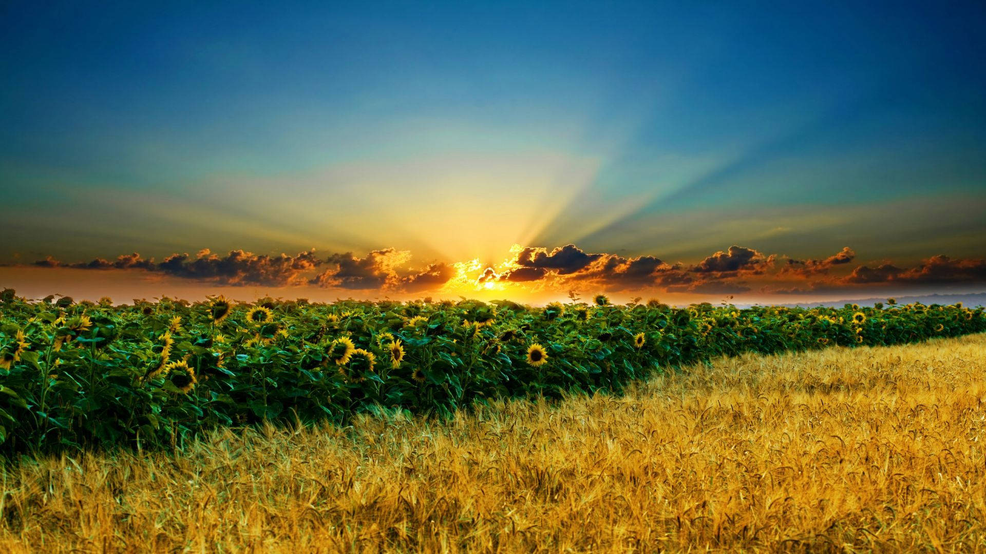 Pradera de Girasoles Soleados Fondos de pantalla