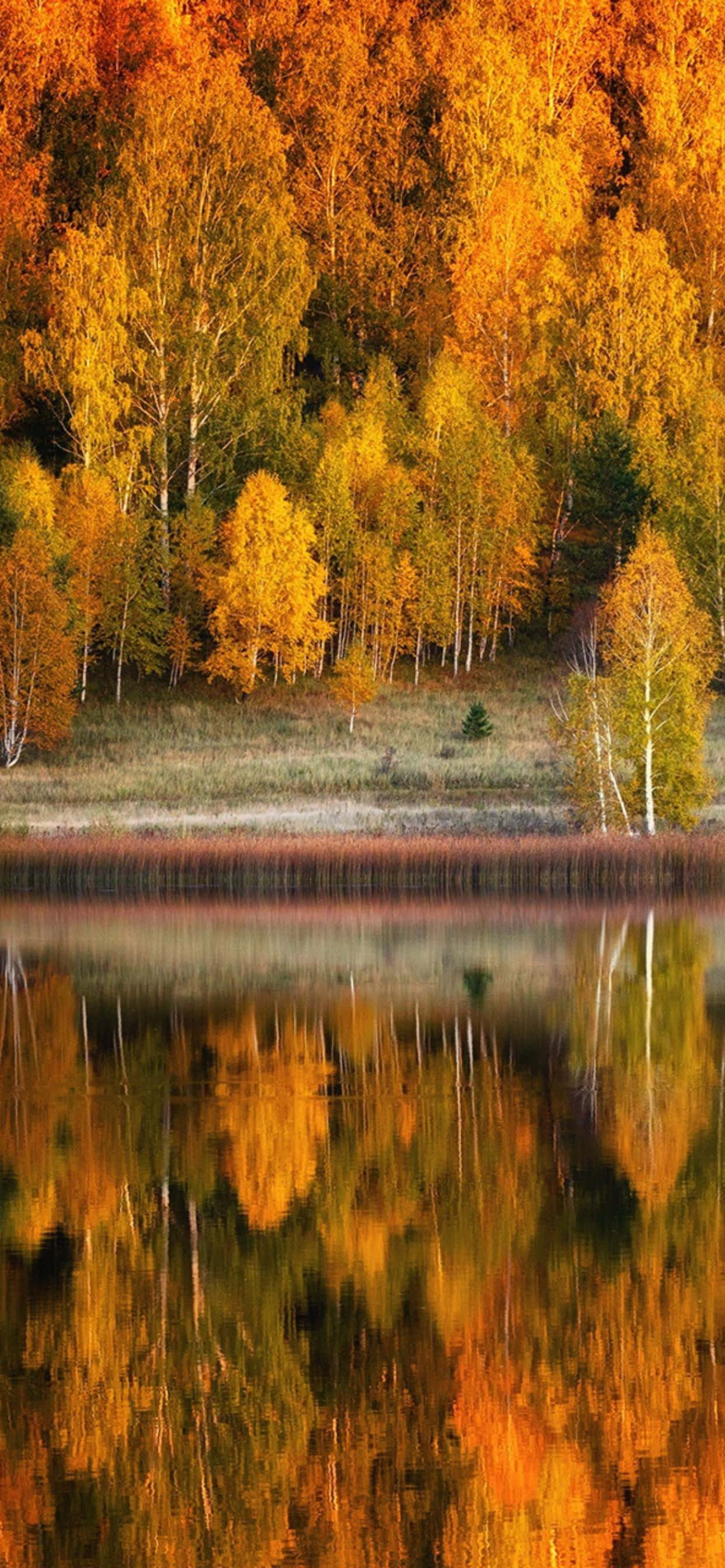 Prepárate para el otoño con el Apple iPhone XS Max Fondos de pantalla