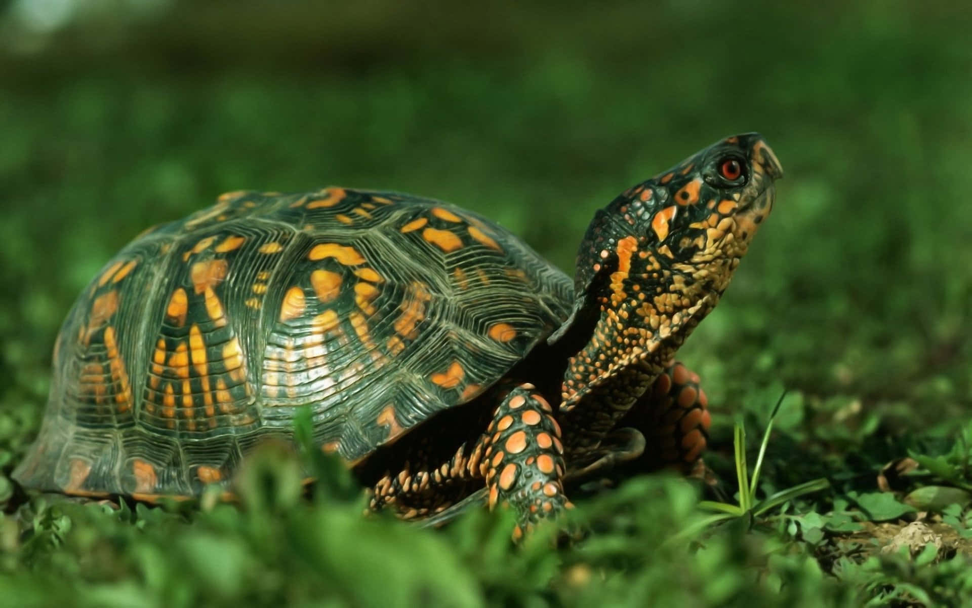 Primer plano cautivador de una serena tortuga marina Fondos de pantalla