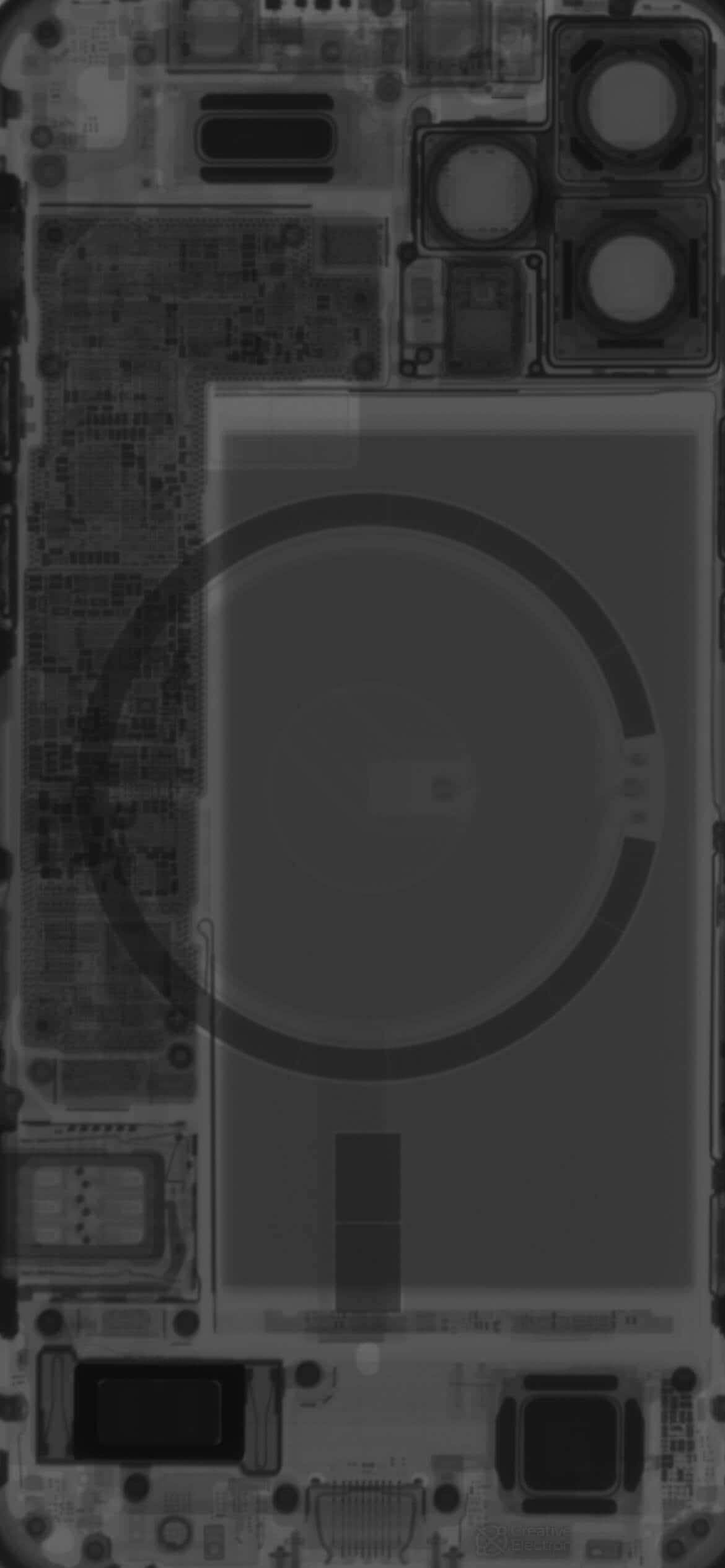 Primer plano de una hermosa flor margarita Fondos de pantalla