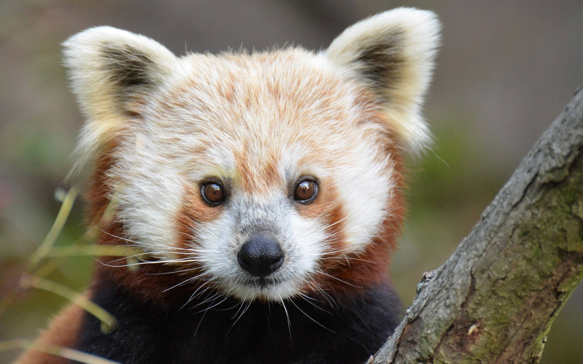 Fondo de pantalla de escritorio de primer plano de cría de panda rojo.