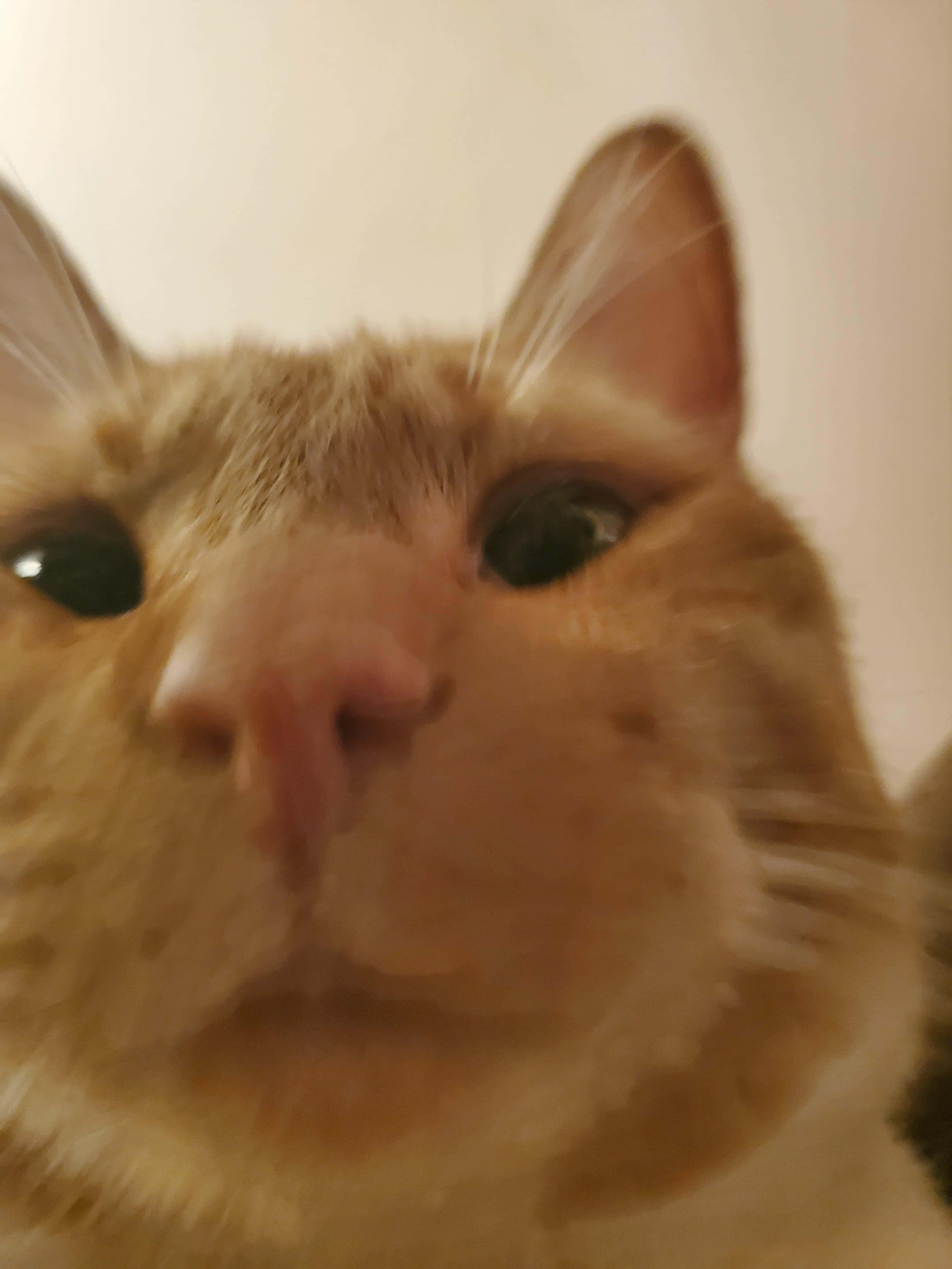 Primer plano de un gato lindo para foto de perfil Fondos de pantalla