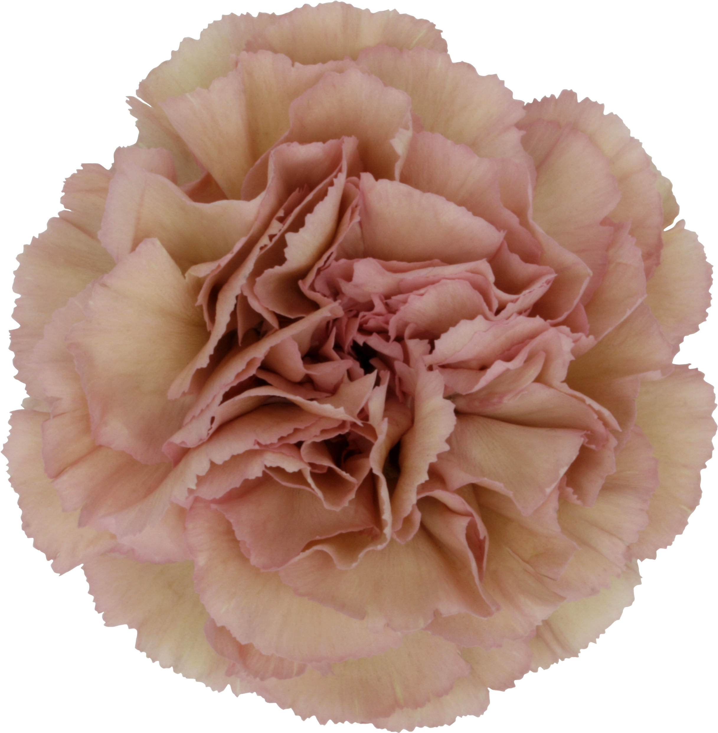 Primer plano de flor de clavel rosa Fondos de pantalla