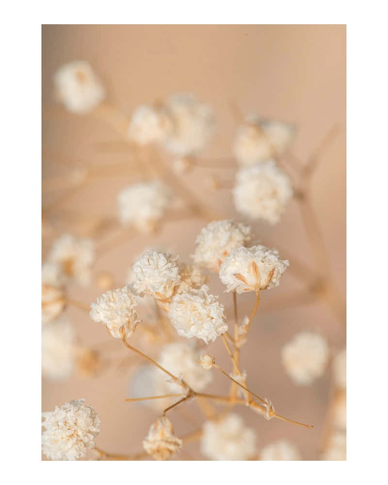 Primer plano de flores blancas sobre fondo beige Fondos de pantalla