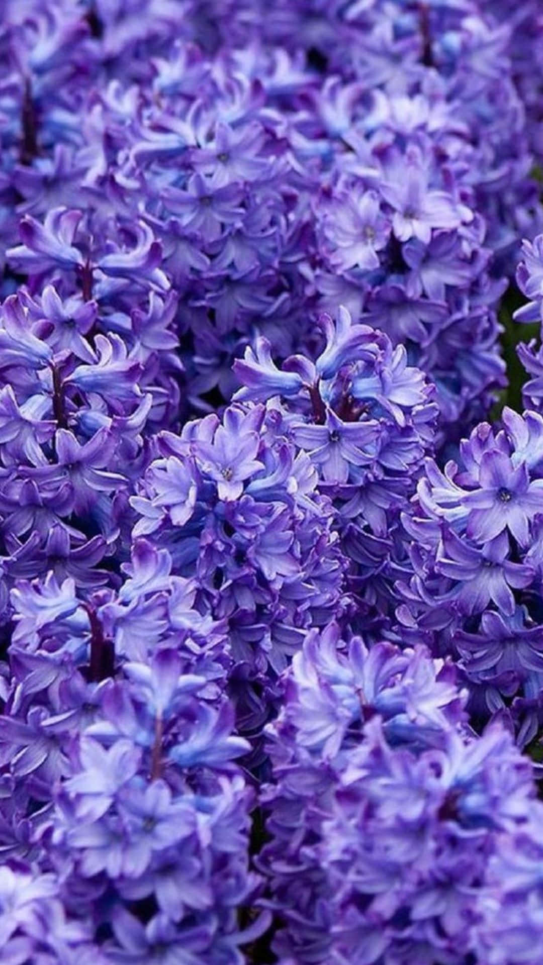 Primer plano de flores moradas en un jardín Fondos de pantalla