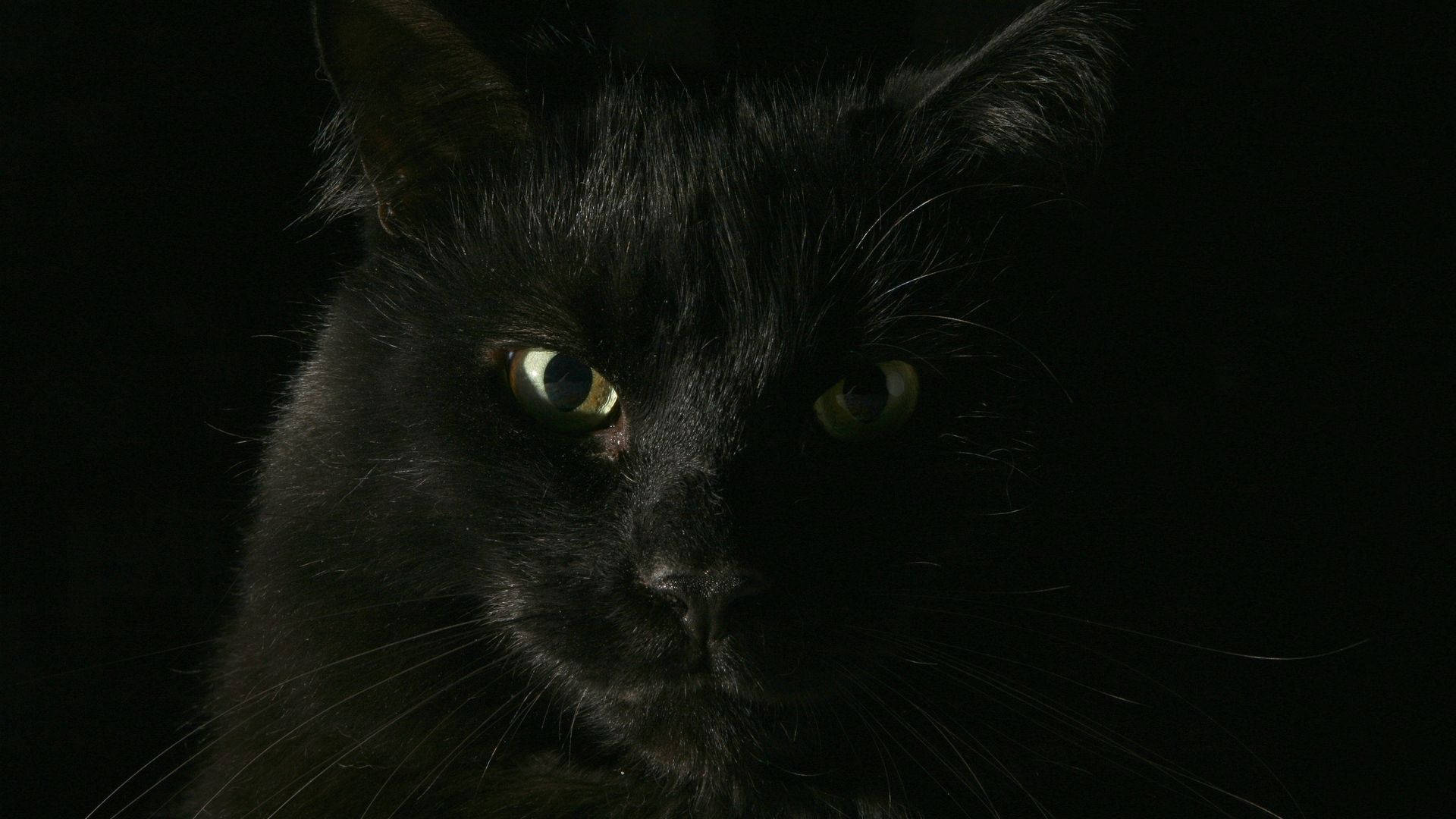 Fondo de pantalla de primer plano de gato negro animal