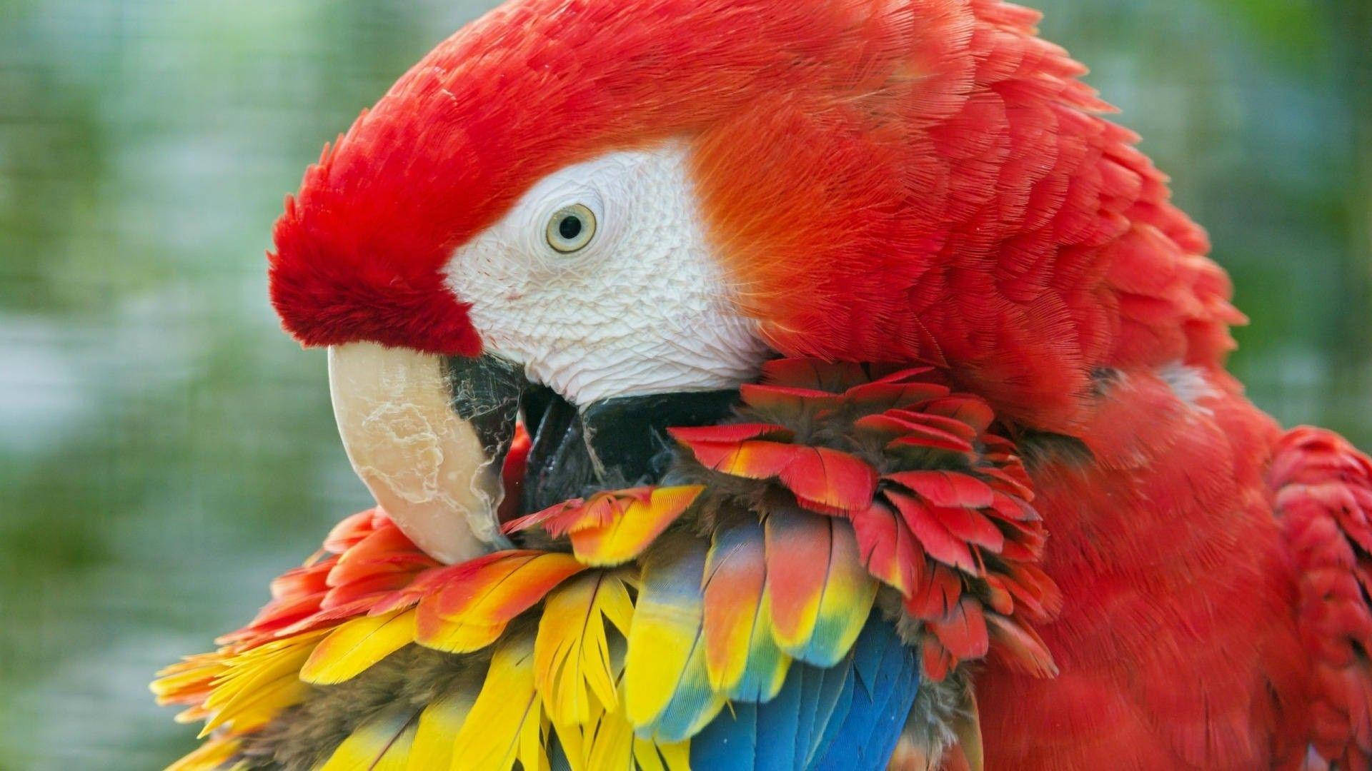 Primer Plano de Guacamaya en HD 1920x1080 Fondos de pantalla