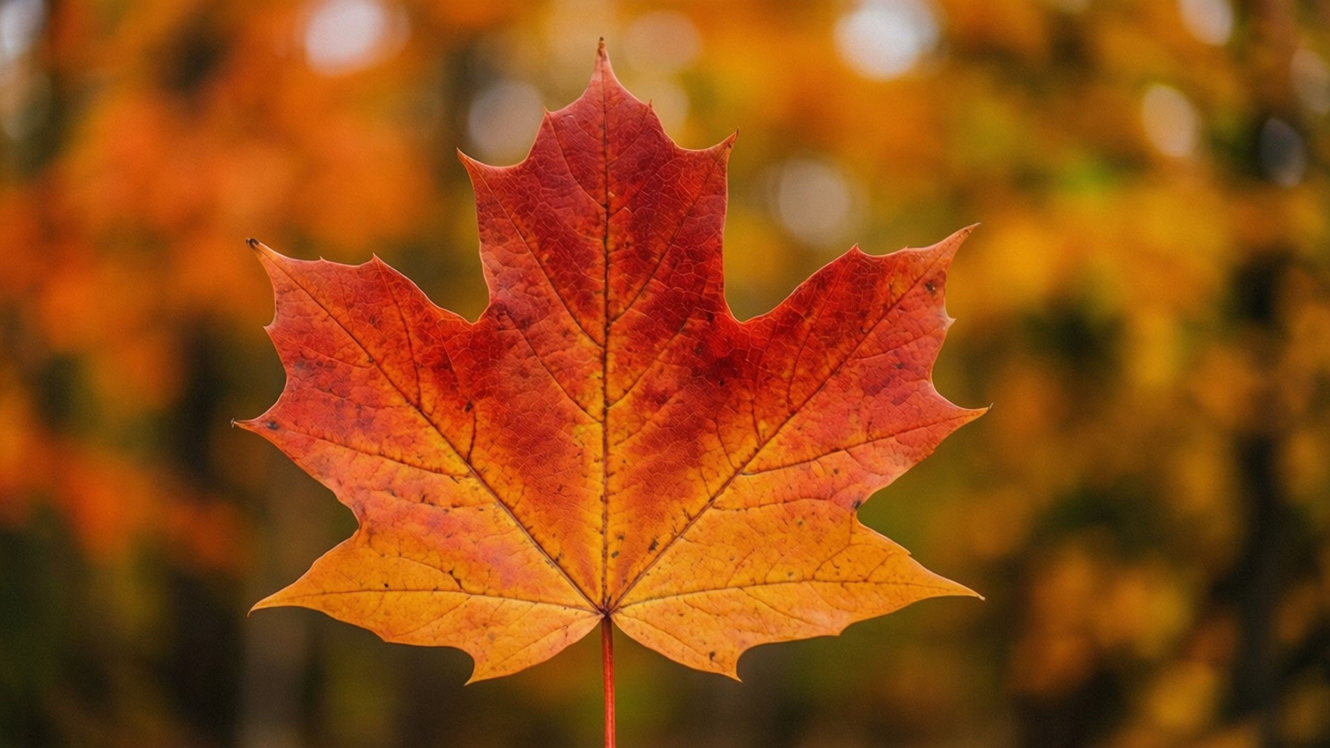 Primer plano de hoja de otoño Fondos de pantalla