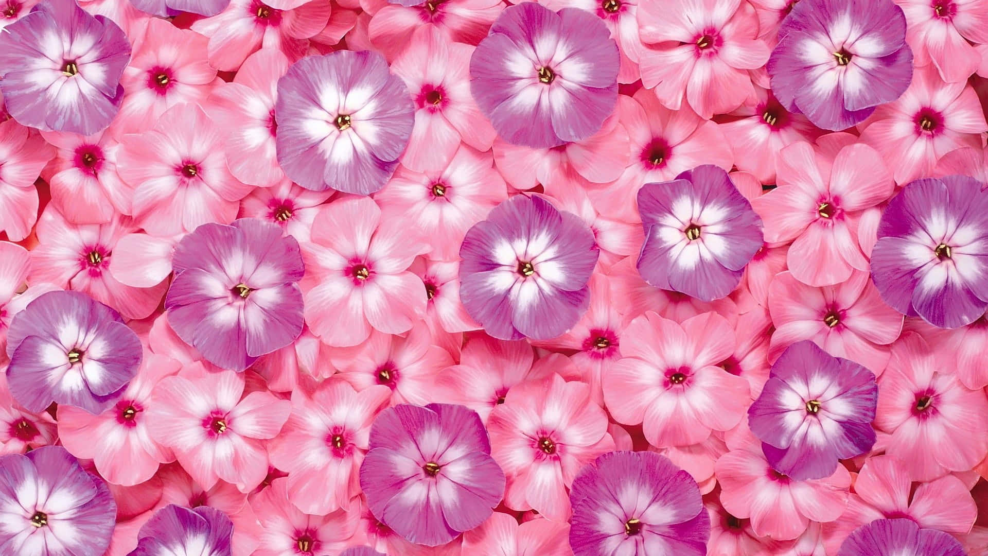 Primer plano de una hermosa flor rosada en plena floración. Fondos de pantalla