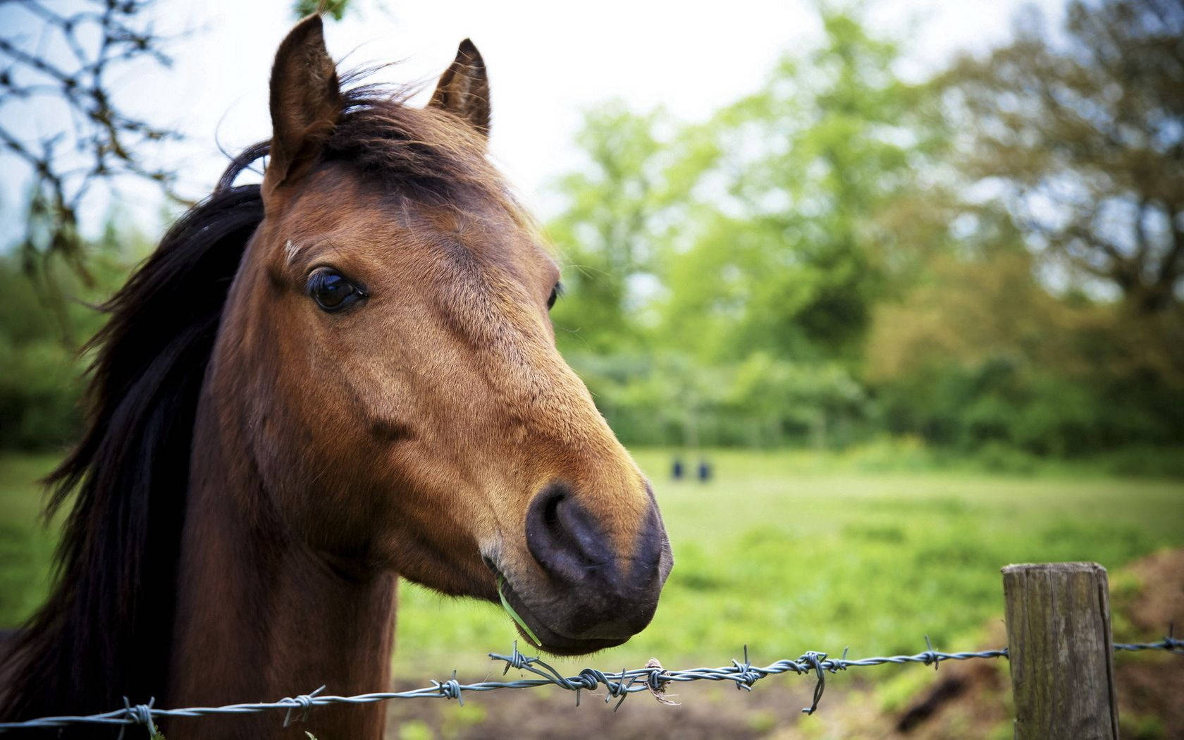 Fondo de pantalla de un primer plano de la cabeza de un caballo marrón