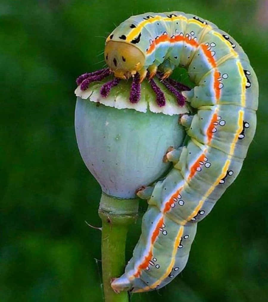 Primer plano de una oruga insecto colorida Fondos de pantalla