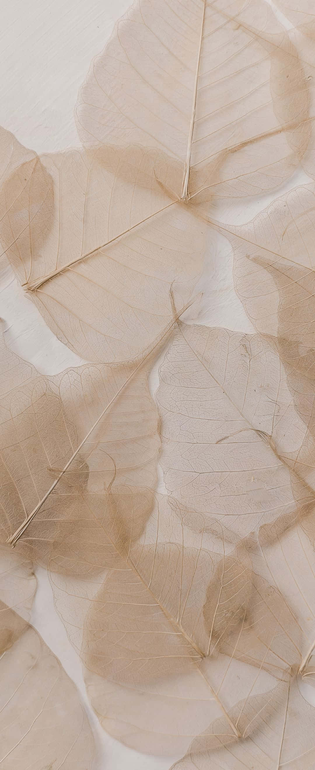 Primer plano de los capullos en flor de un lirio blanco Fondos de pantalla