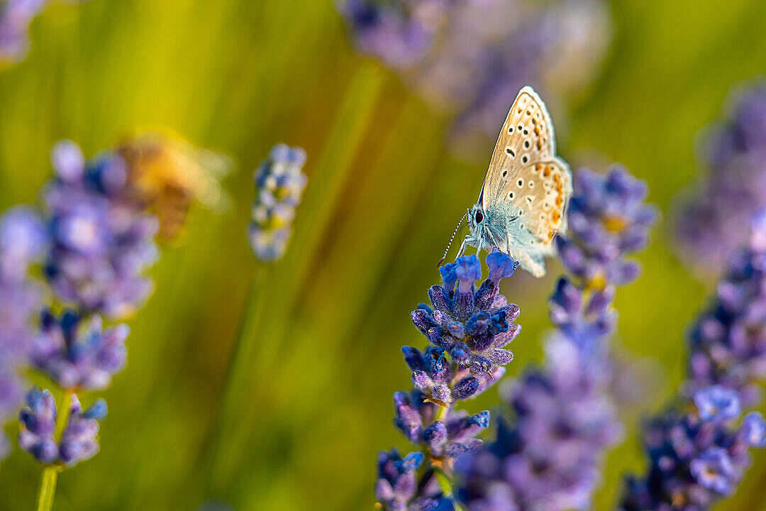 Primer plano de una mariposa estética Fondos de pantalla
