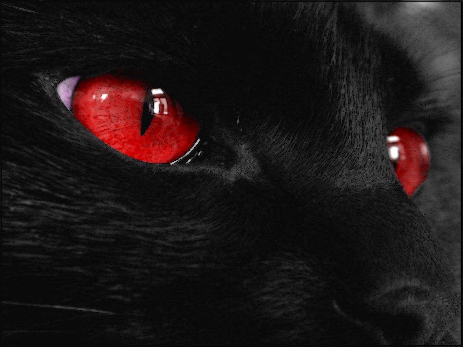 Primer plano de ojos rojos de gato kawaii Fondos de pantalla