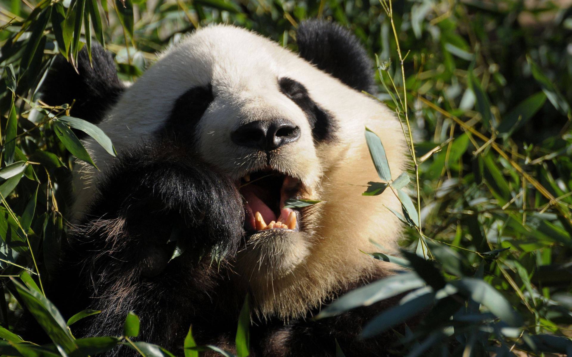 Fondo de pantalla en primer plano de panda masticando comida.