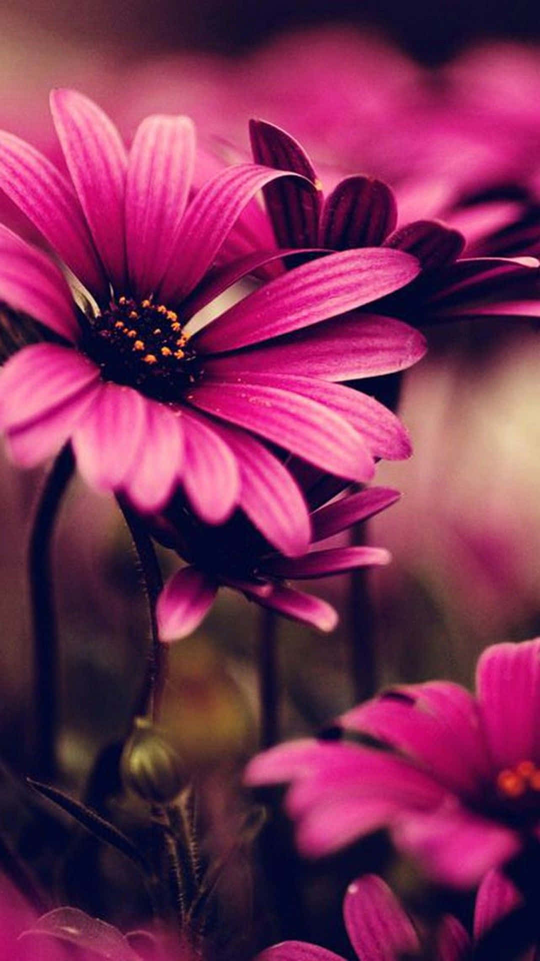 primer plano de flores rosas sobre un fondo oscuro Fondos de pantalla