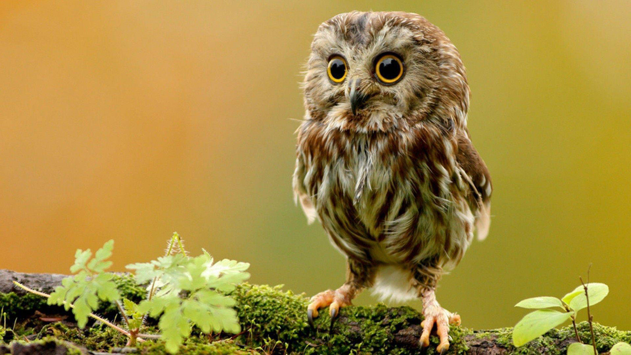 Primer plano de un búho adorable Fondos de pantalla