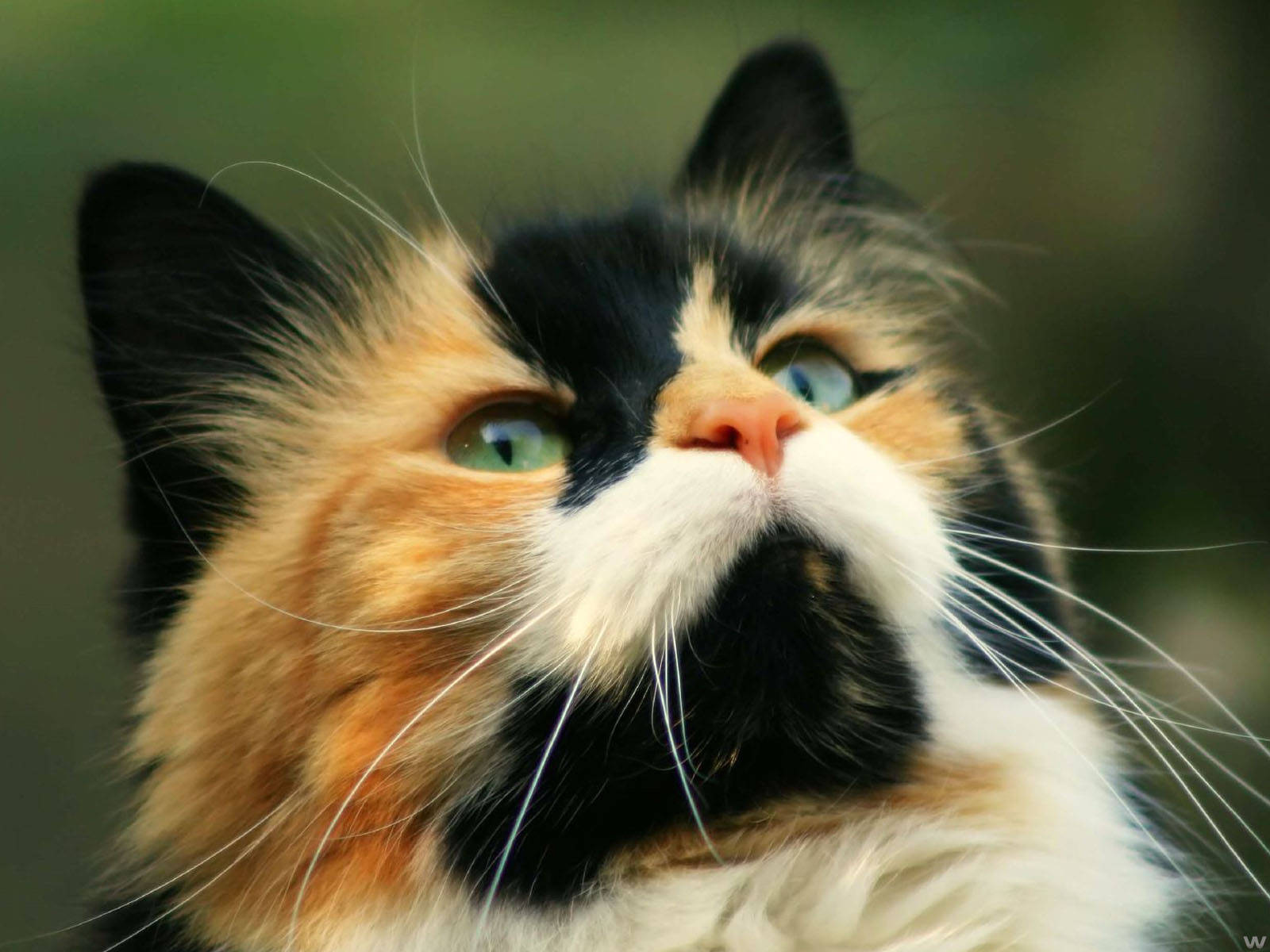 Primer plano de un gato kawaii Fondos de pantalla