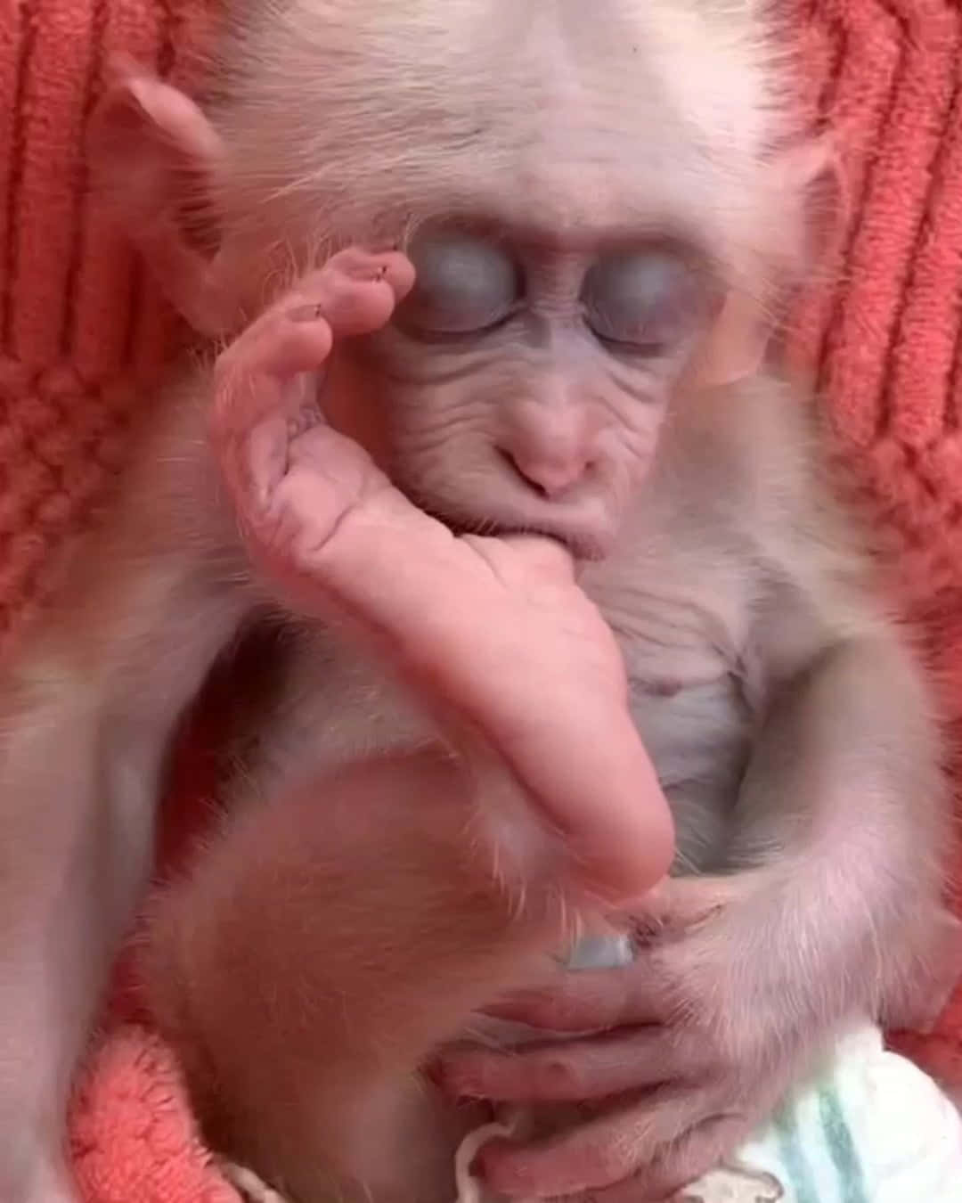Primer plano de un mono adorable Fondos de pantalla