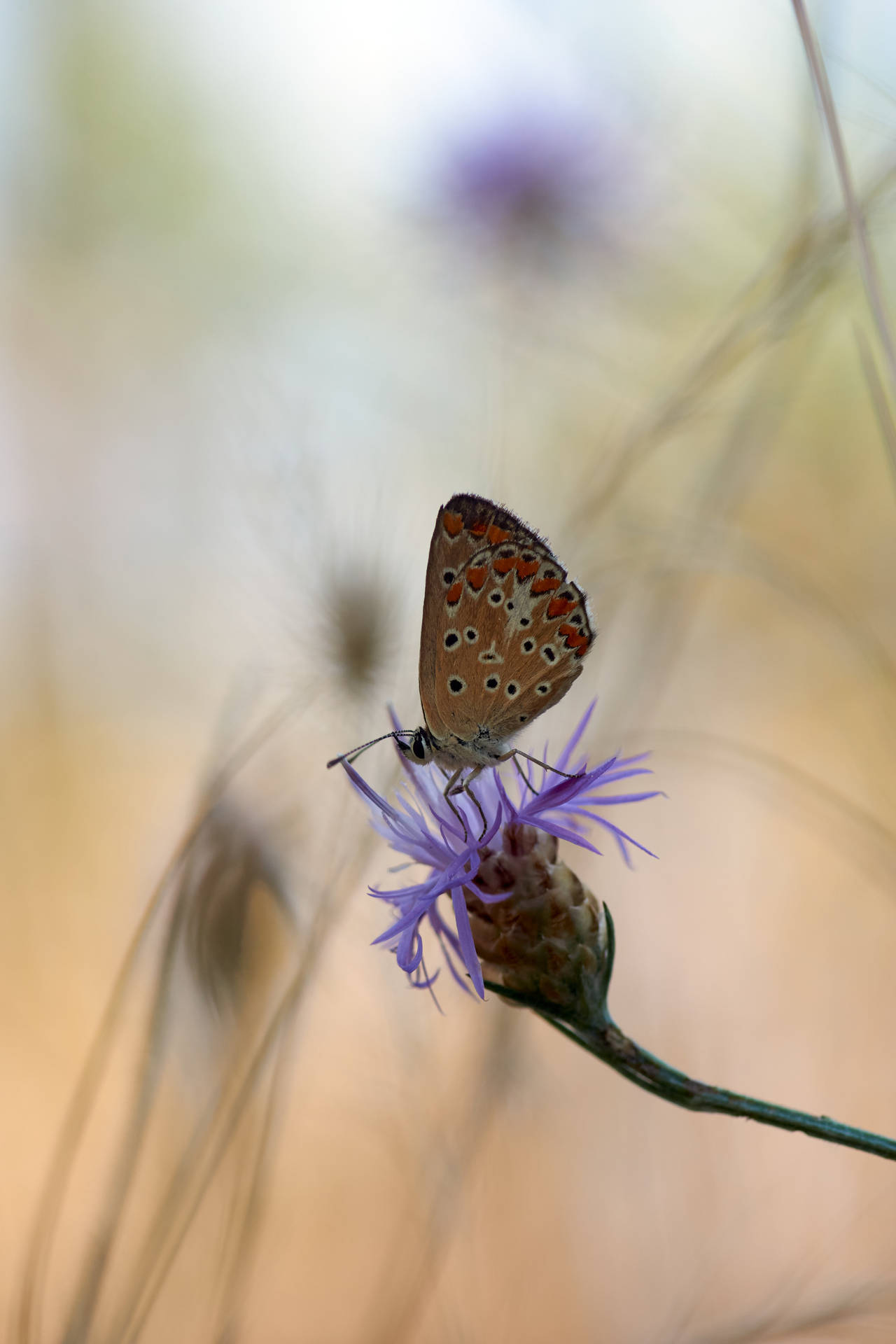 Mariposa Karner blue con alas inferiores marrones y parches negros, fondo de pantalla.