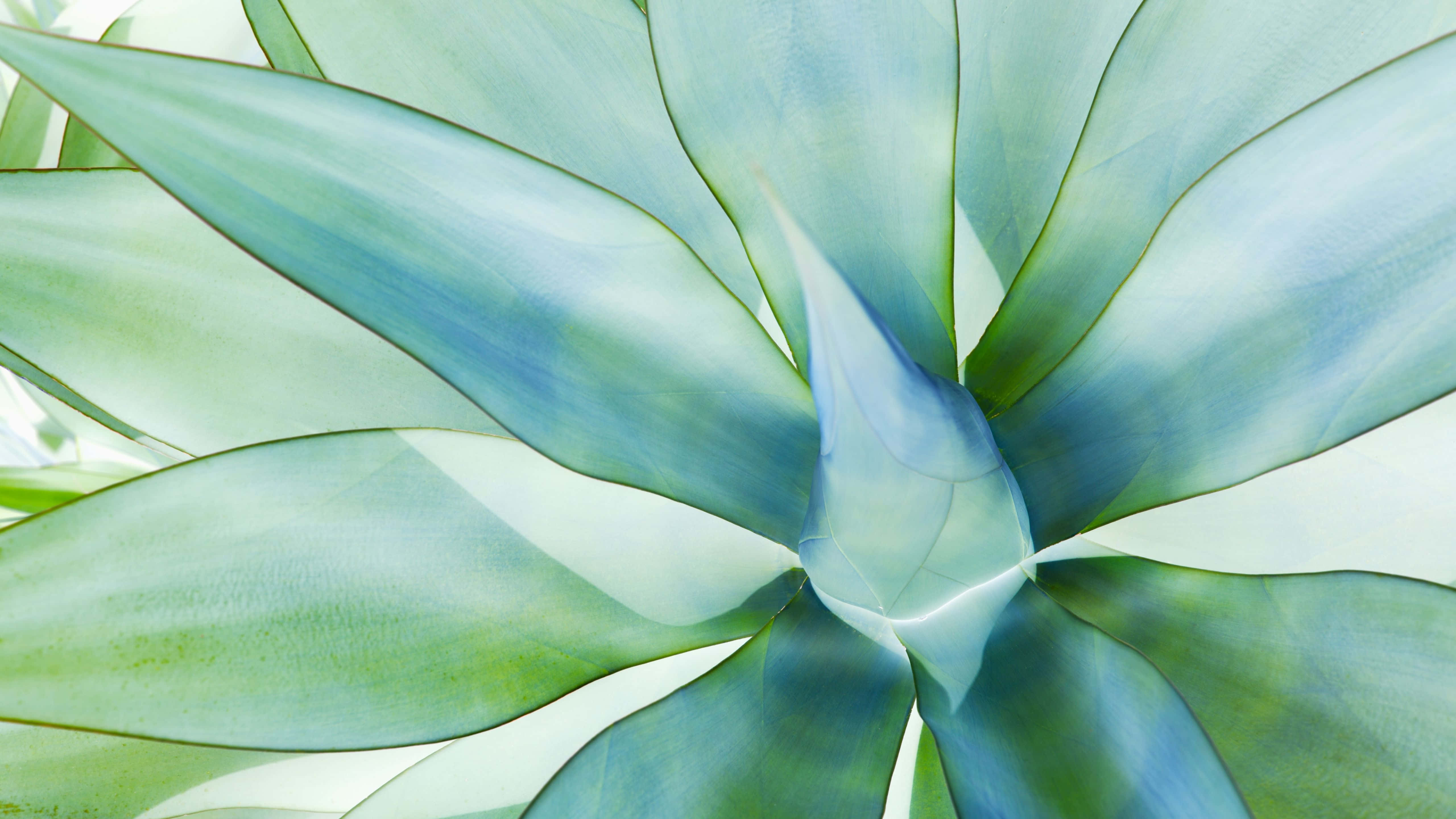 primer plano de una planta verde Fondos de pantalla