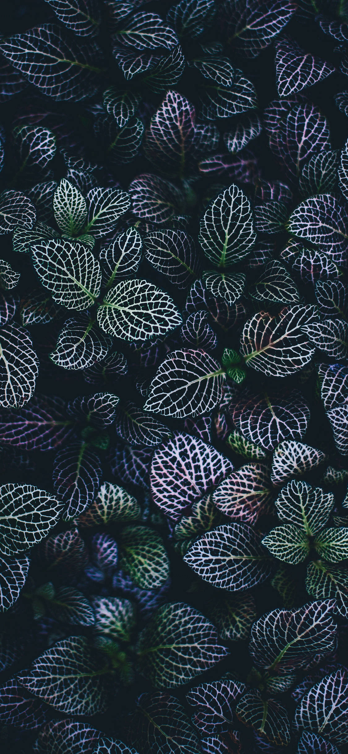 Primer plano de una planta verde oscura Fondos de pantalla