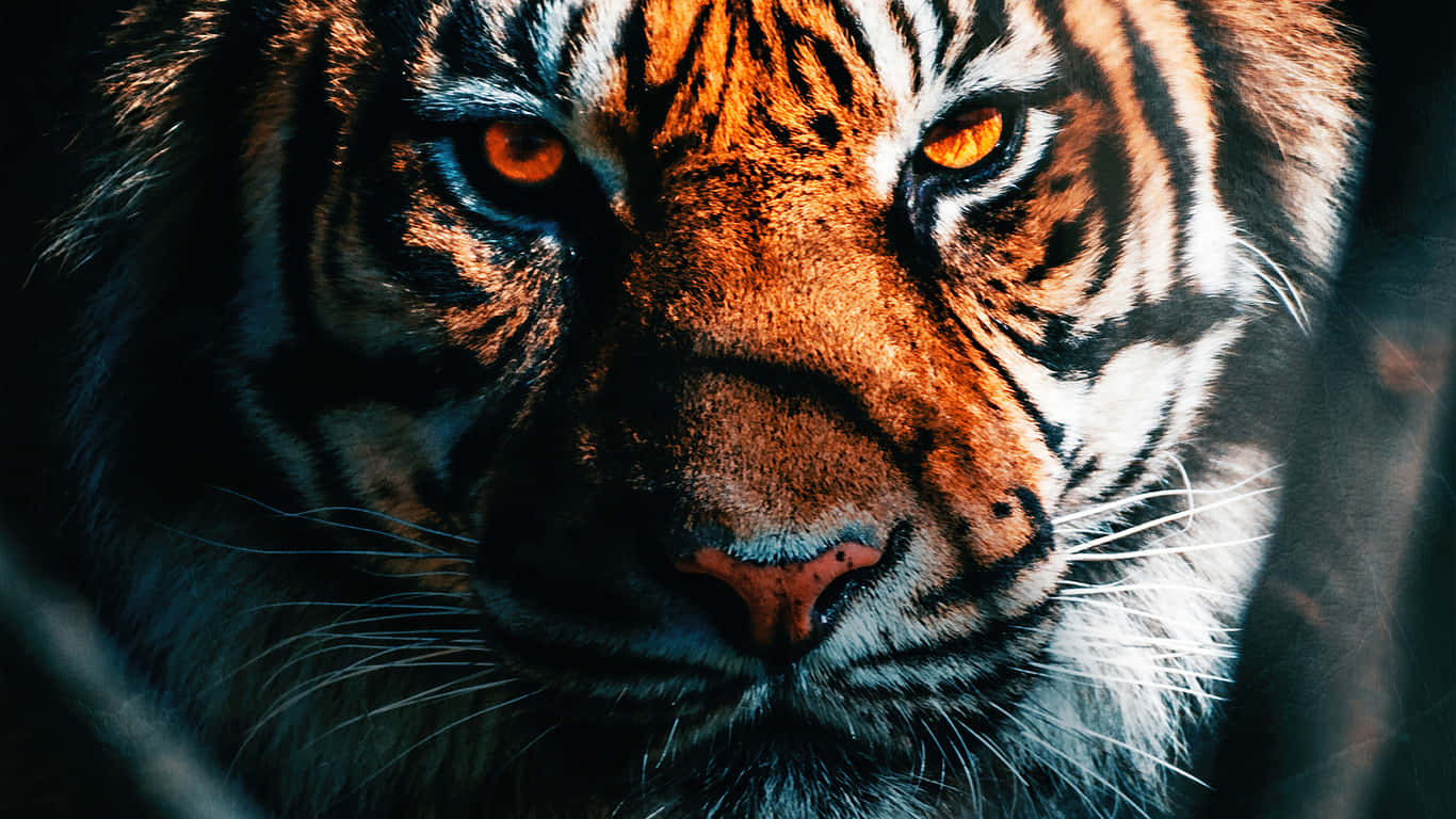 Primer plano del rostro de un tigre indio Fondos de pantalla
