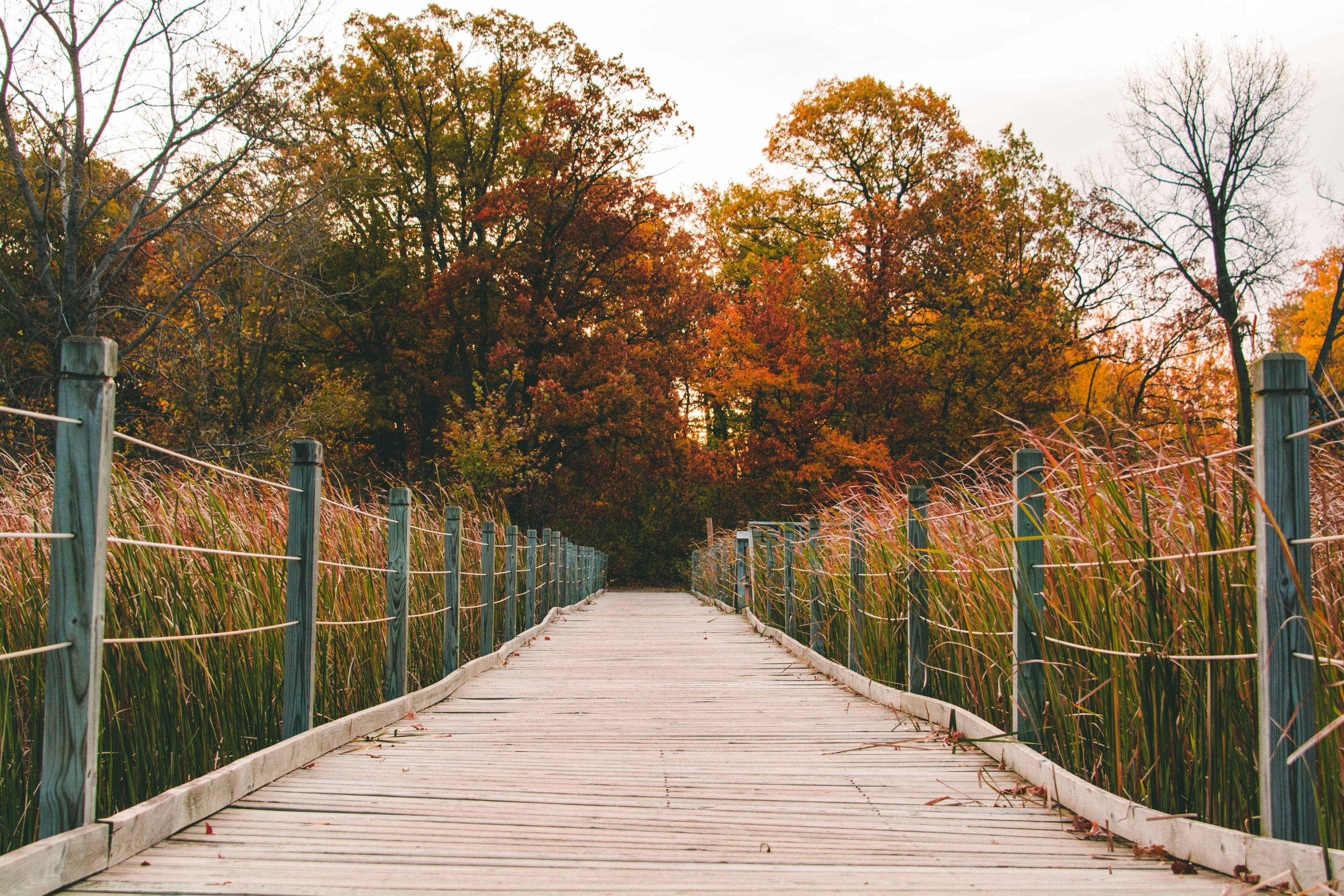 Puente de Madera al Aire Libre Fondos de pantalla
