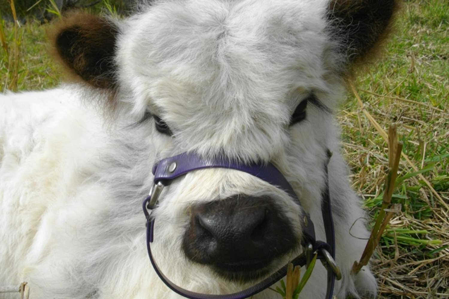 “¡Qué adorable! Vaca encantadora disfrutando del sol.” Fondos de pantalla