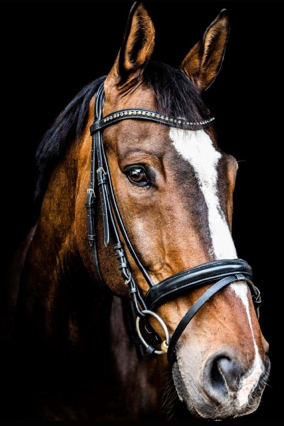 ¿Quién puede resistirse al encanto de este Caballo Lindo? Fondos de pantalla