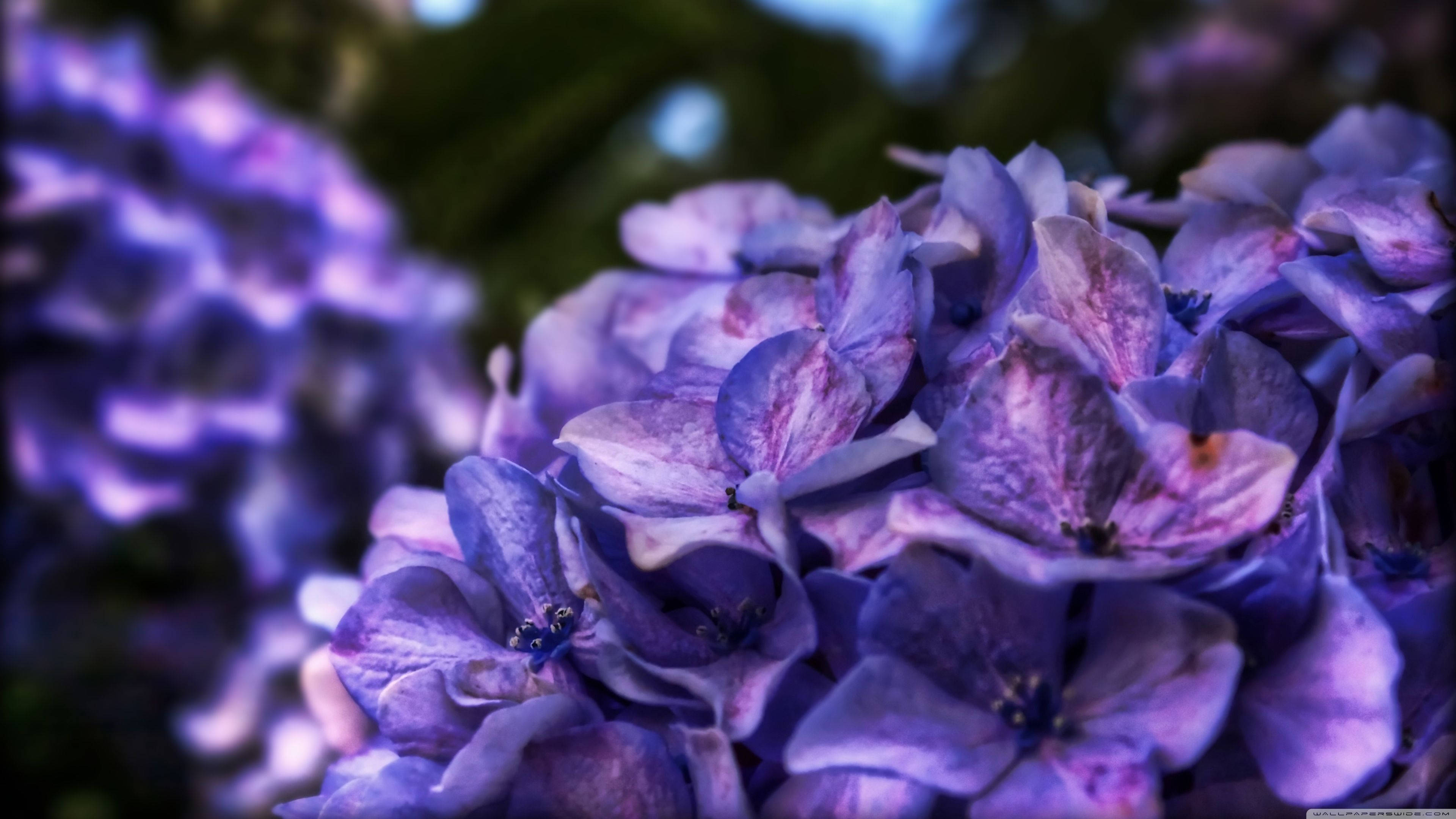 Racimos de arbustos de flores moradas Fondos de pantalla