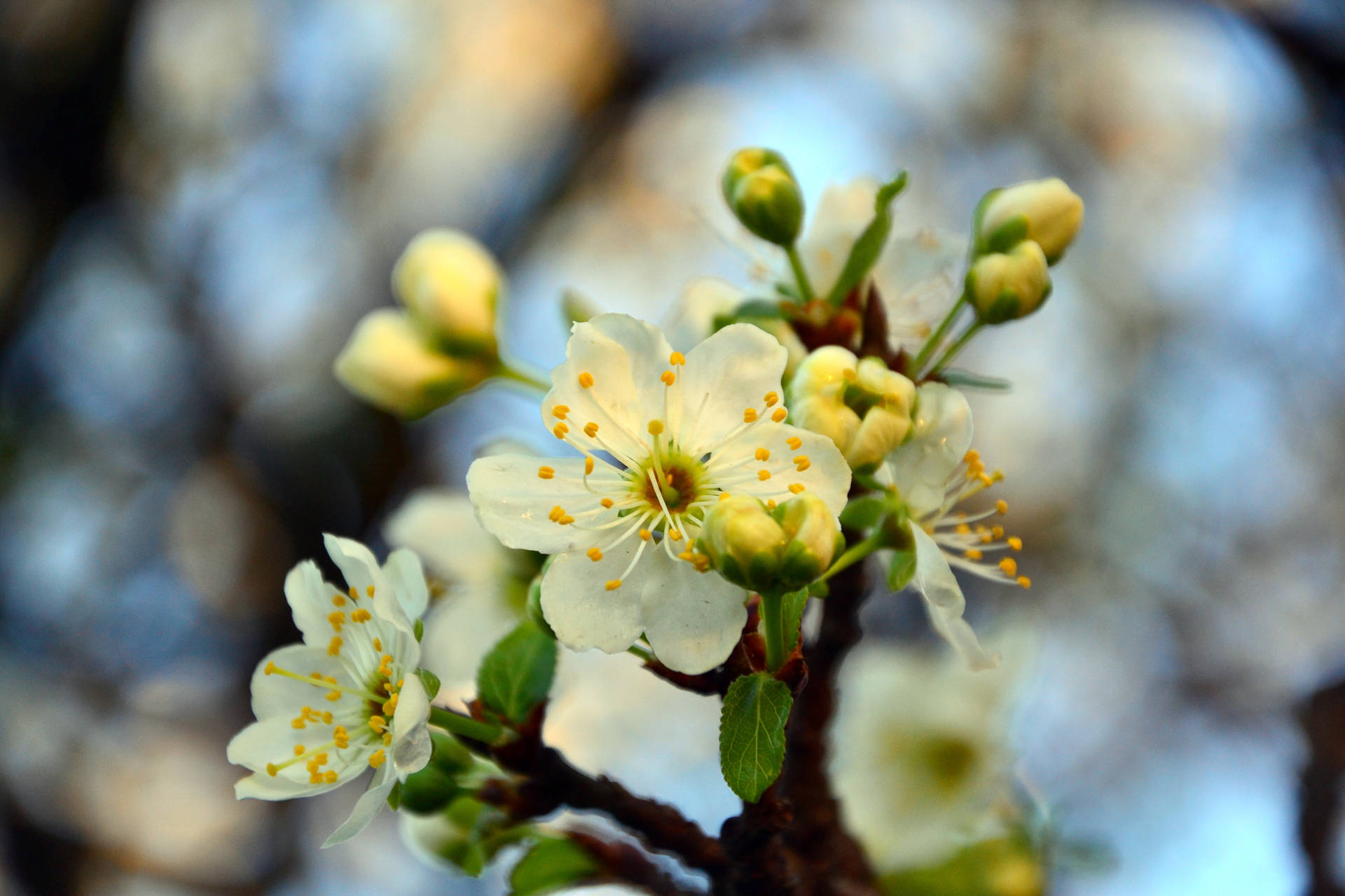 Fondo de Pantalla de Rama de Cerezo Blanco en Flor