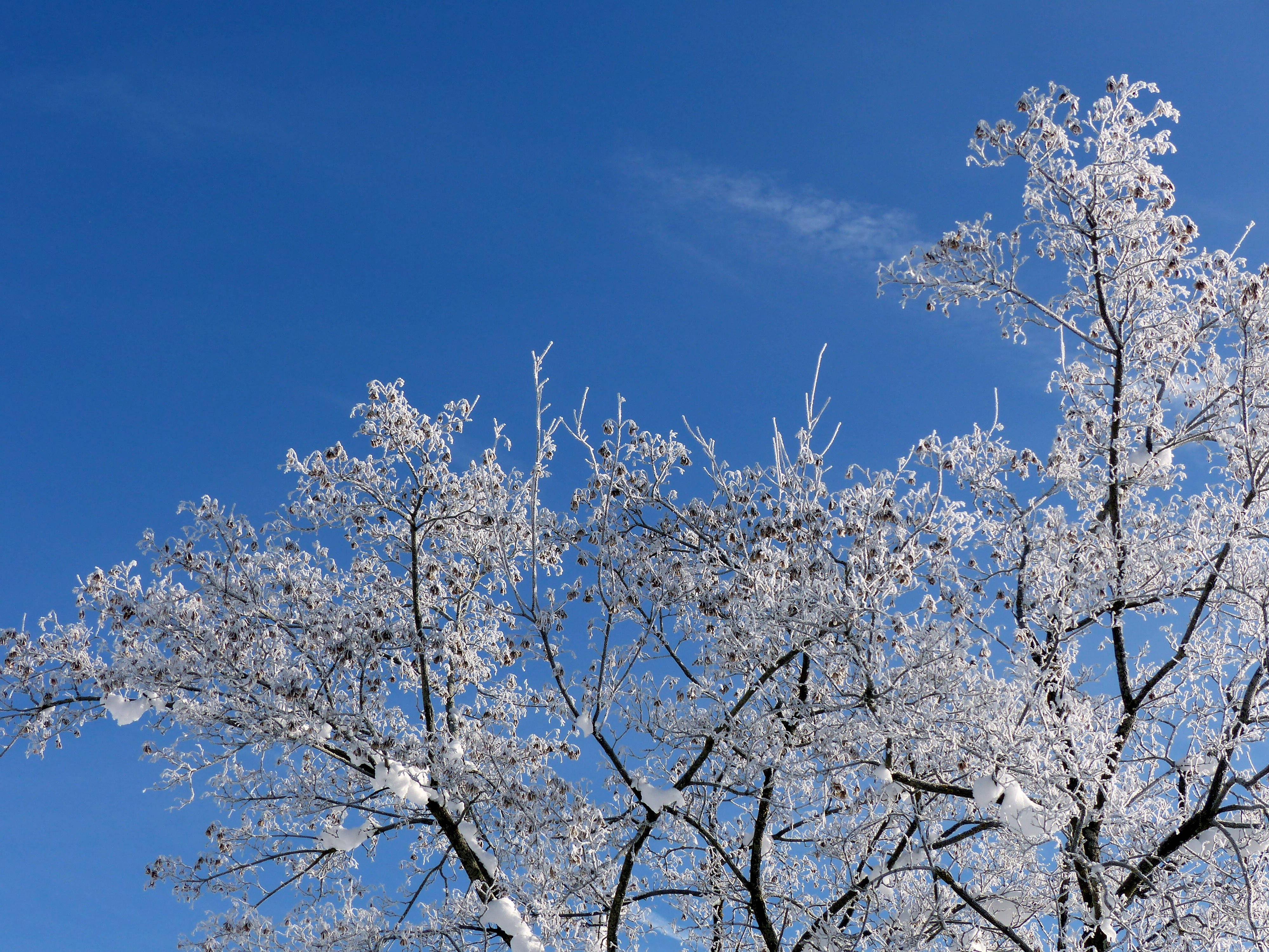 Rama Superior con Nieve Estética Fondos de pantalla