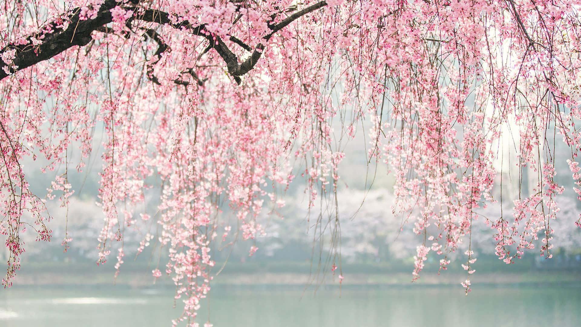 Ramas de árbol de cerezo con flores rosadas Fondos de pantalla