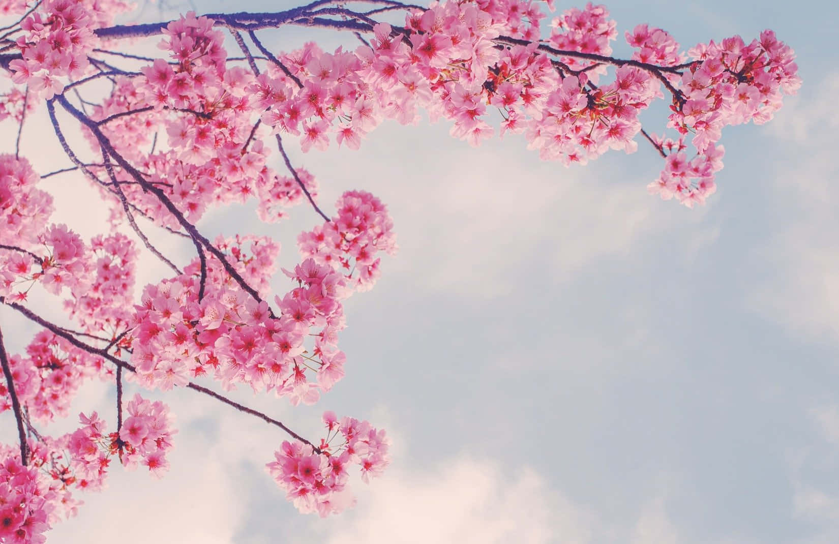 Ramas de Sakura Rosa en Primavera Fondos de pantalla