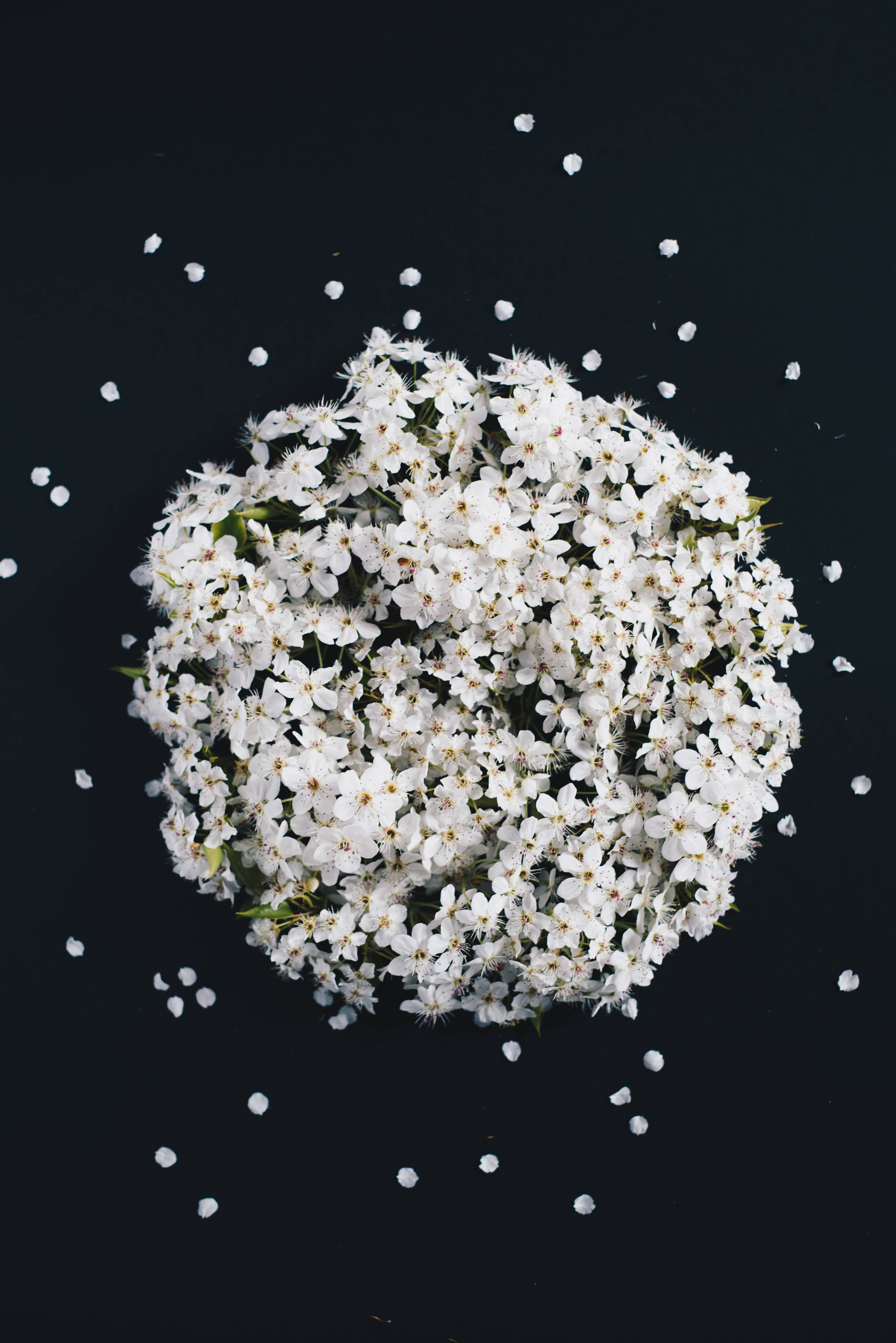 Ramo de flores blancas sobre fondo oscuro Fondos de pantalla